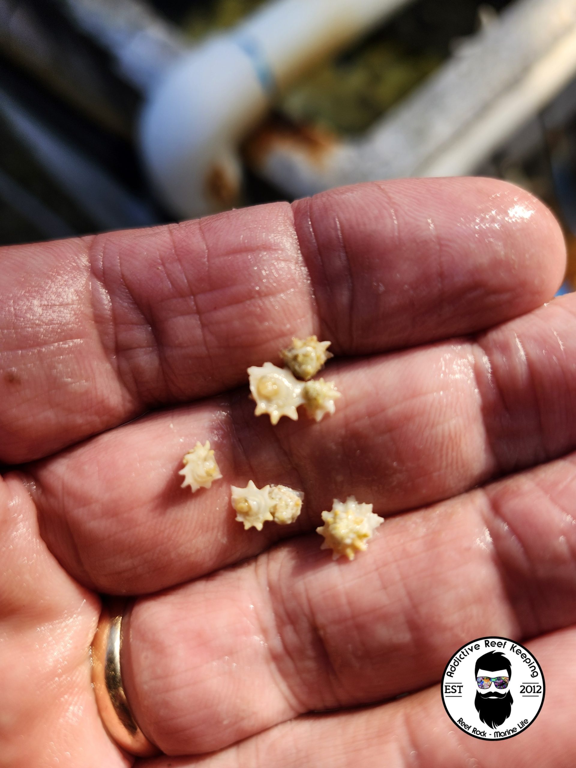 Micro Size Spiny Star Astrea (Astrea spp.)
