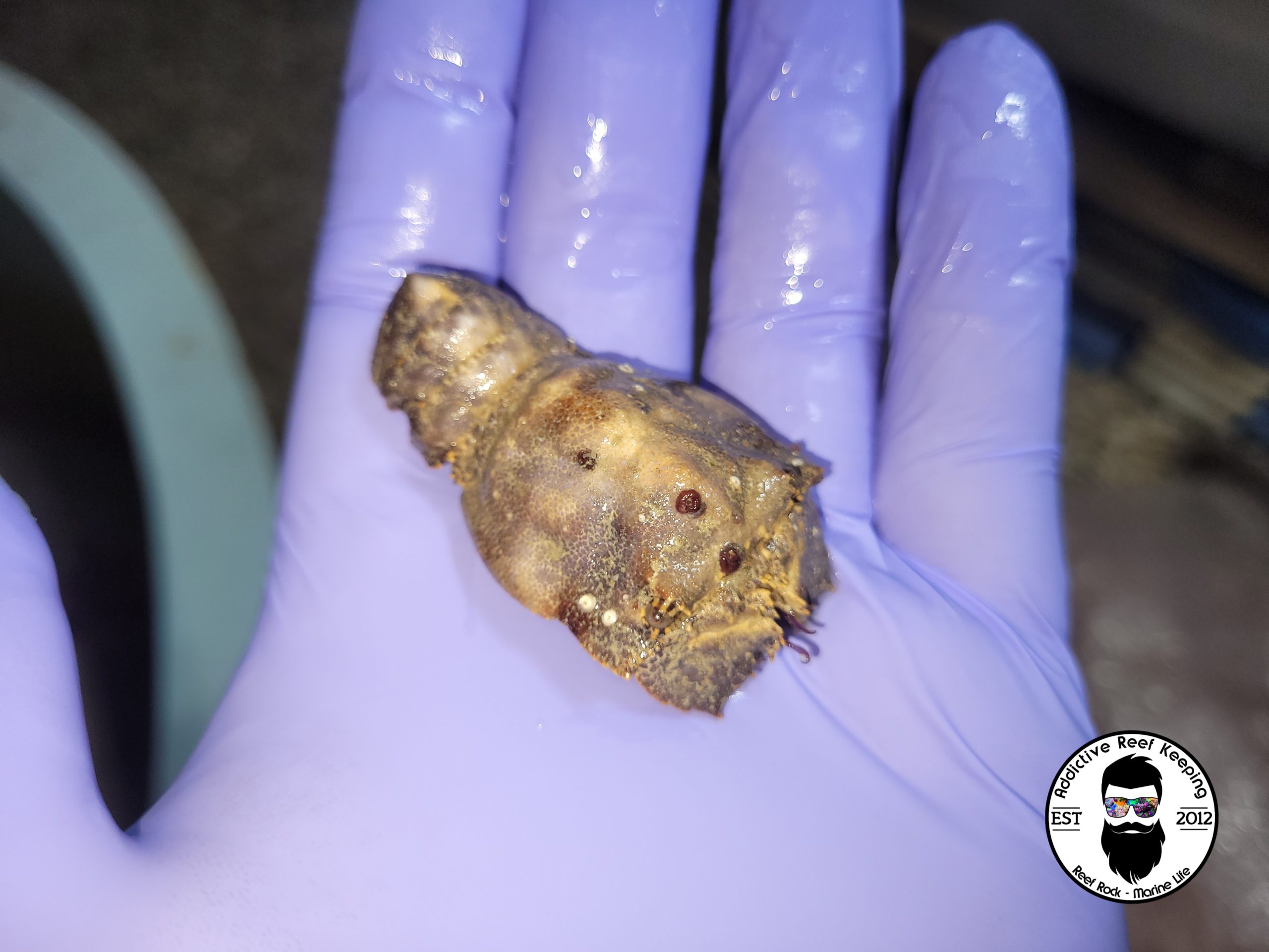 Slipper Lobster Small to Medium