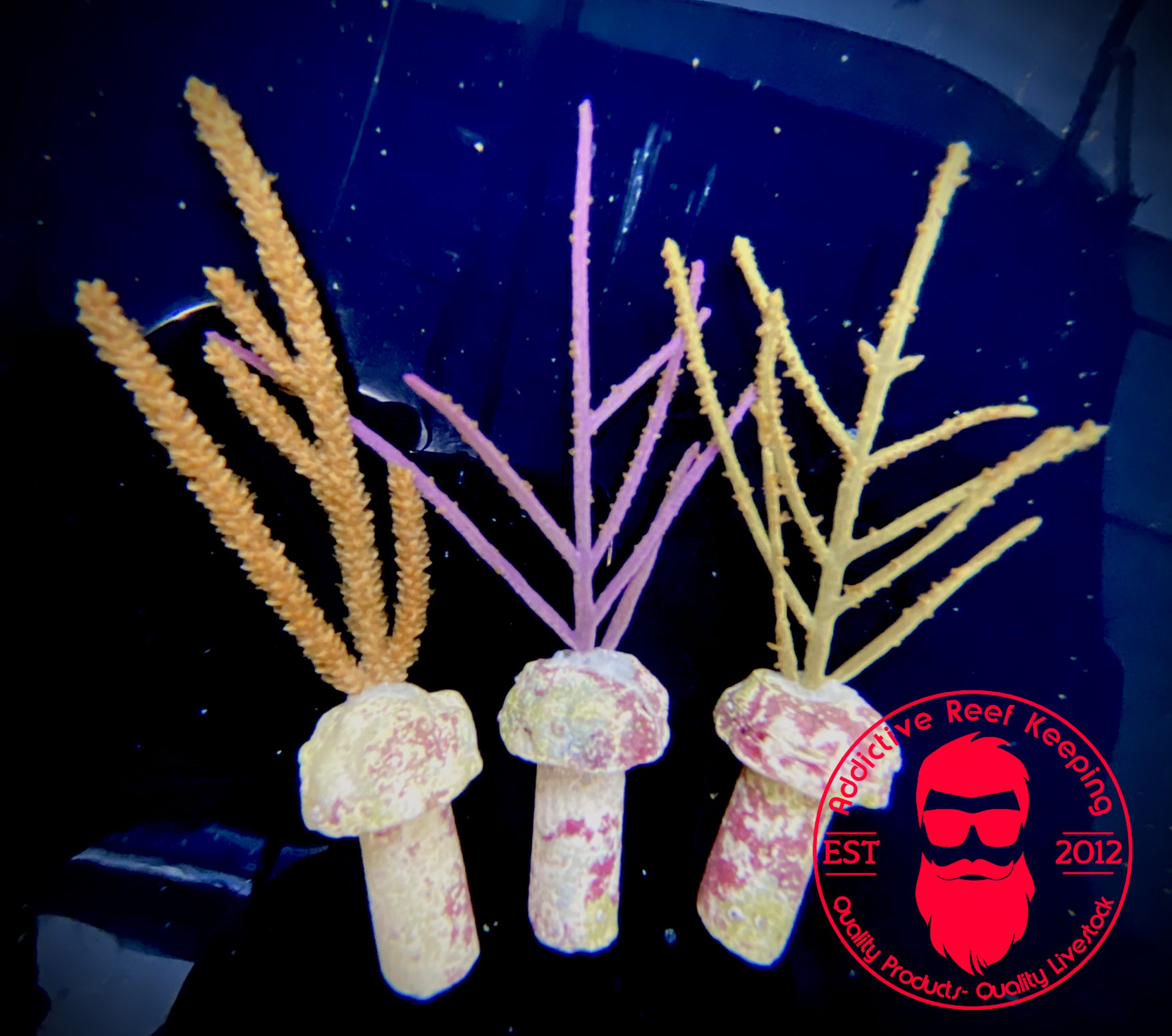 3 Pack Nano Gorgonians Saltwater Marine ECO-FRIENDLY Gorgs