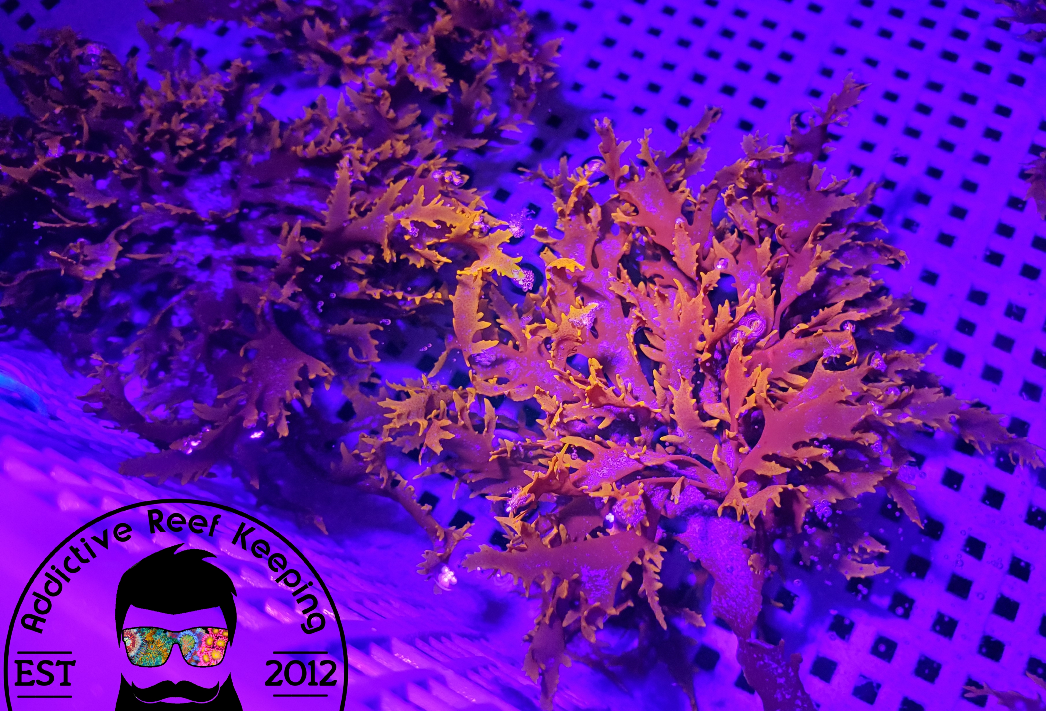 Red Dragons Breath Macro Hayi Gracilaria Algae Marine Refugium Plant- PICK SIZE