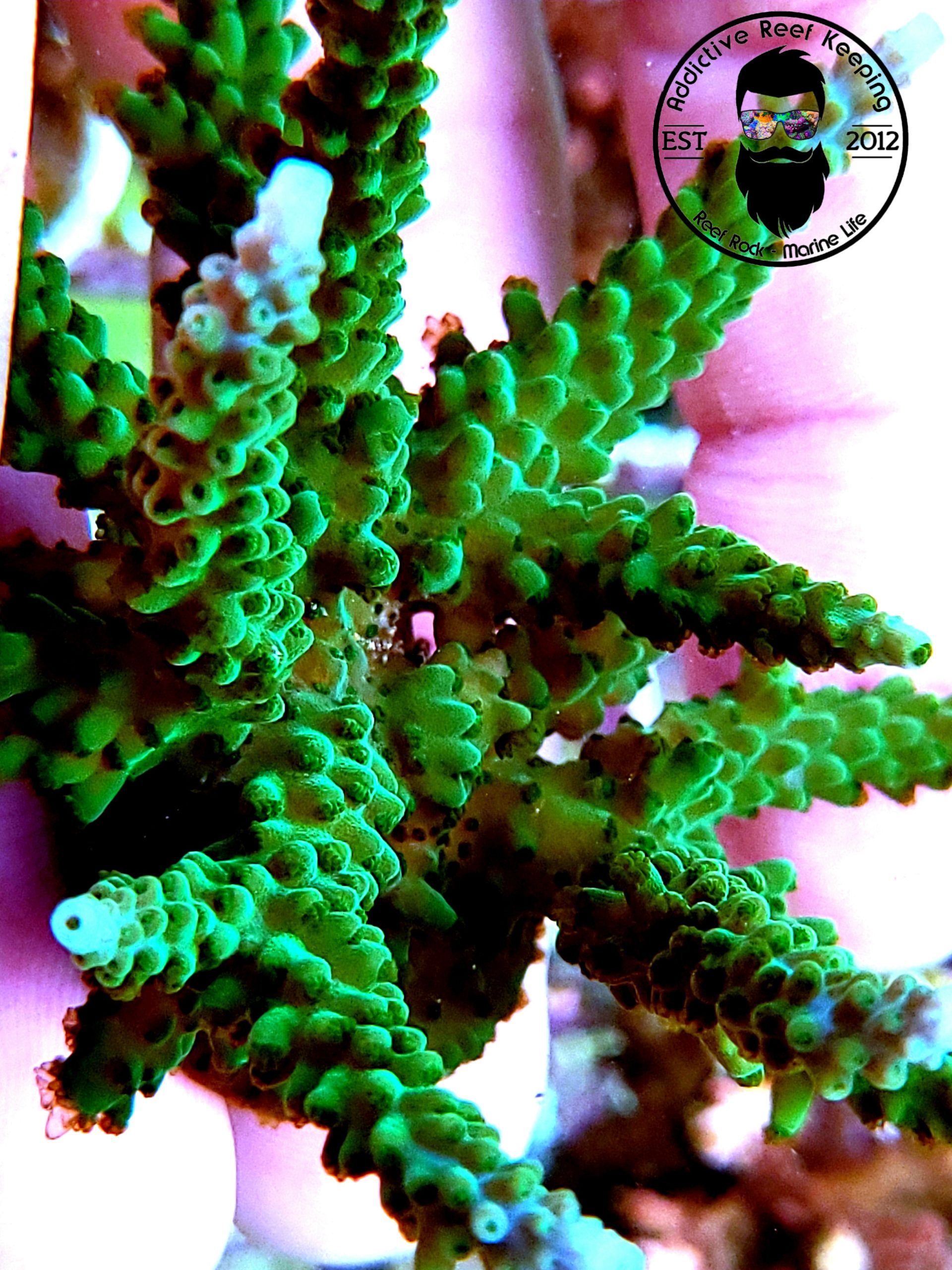 ARK Blue Tipped Green Slimer SPS- ALMOST WYSIWYG