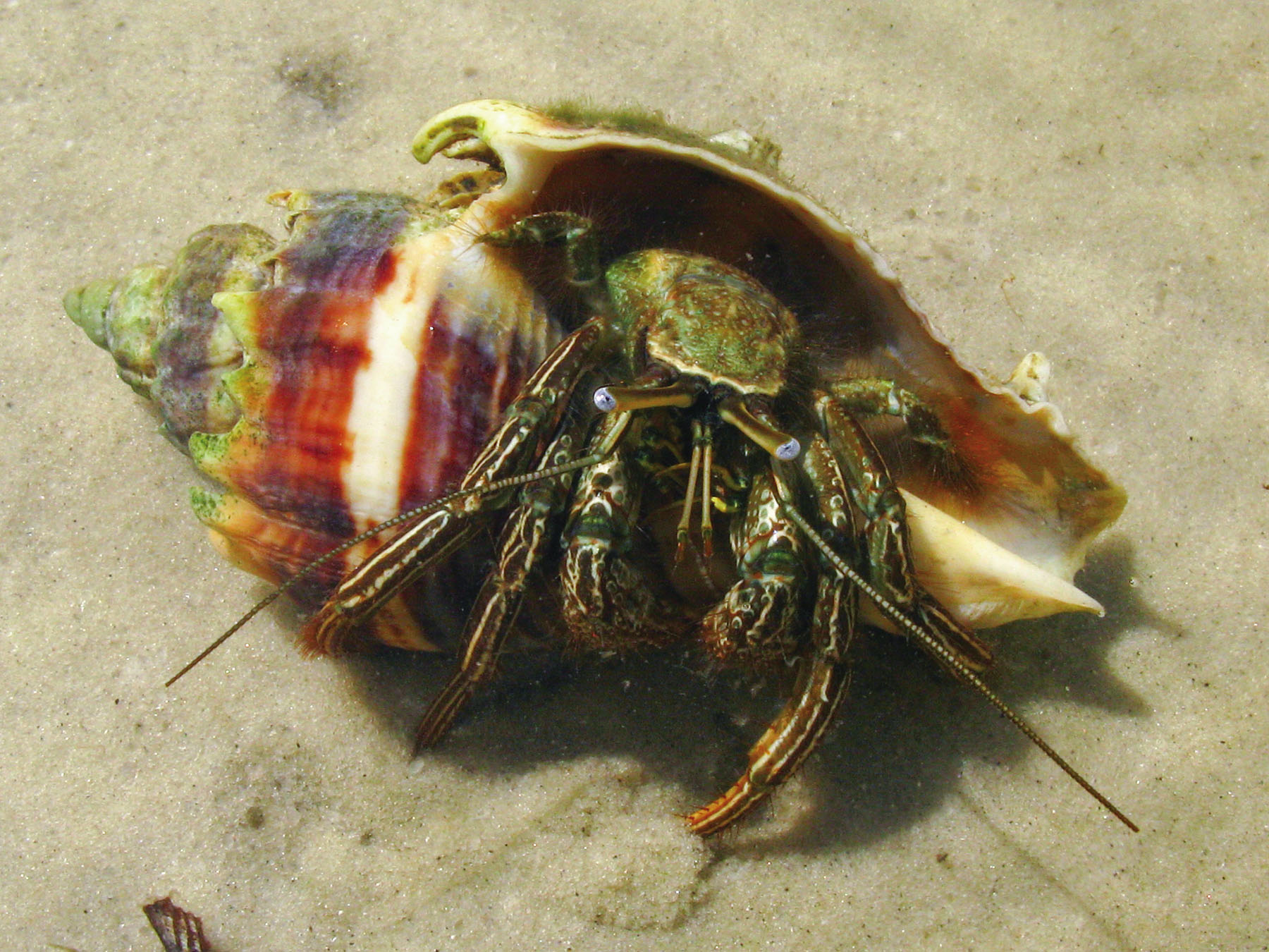 GREEN STRIPED HERMIT CRAB (CLIBANARIUS VITTATUS)