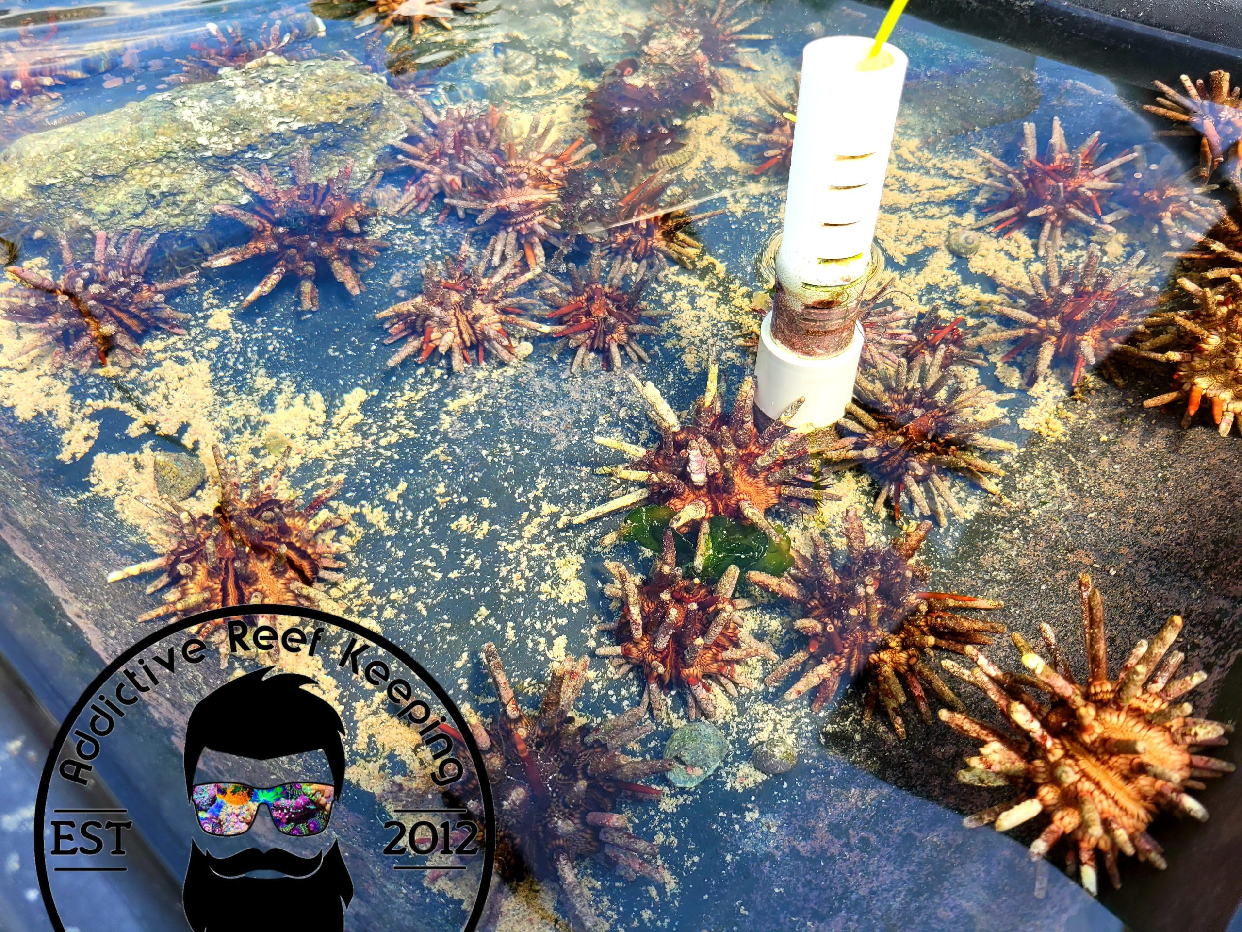 Pencil Urchin Algae Eater- Eucidaris tribuloides