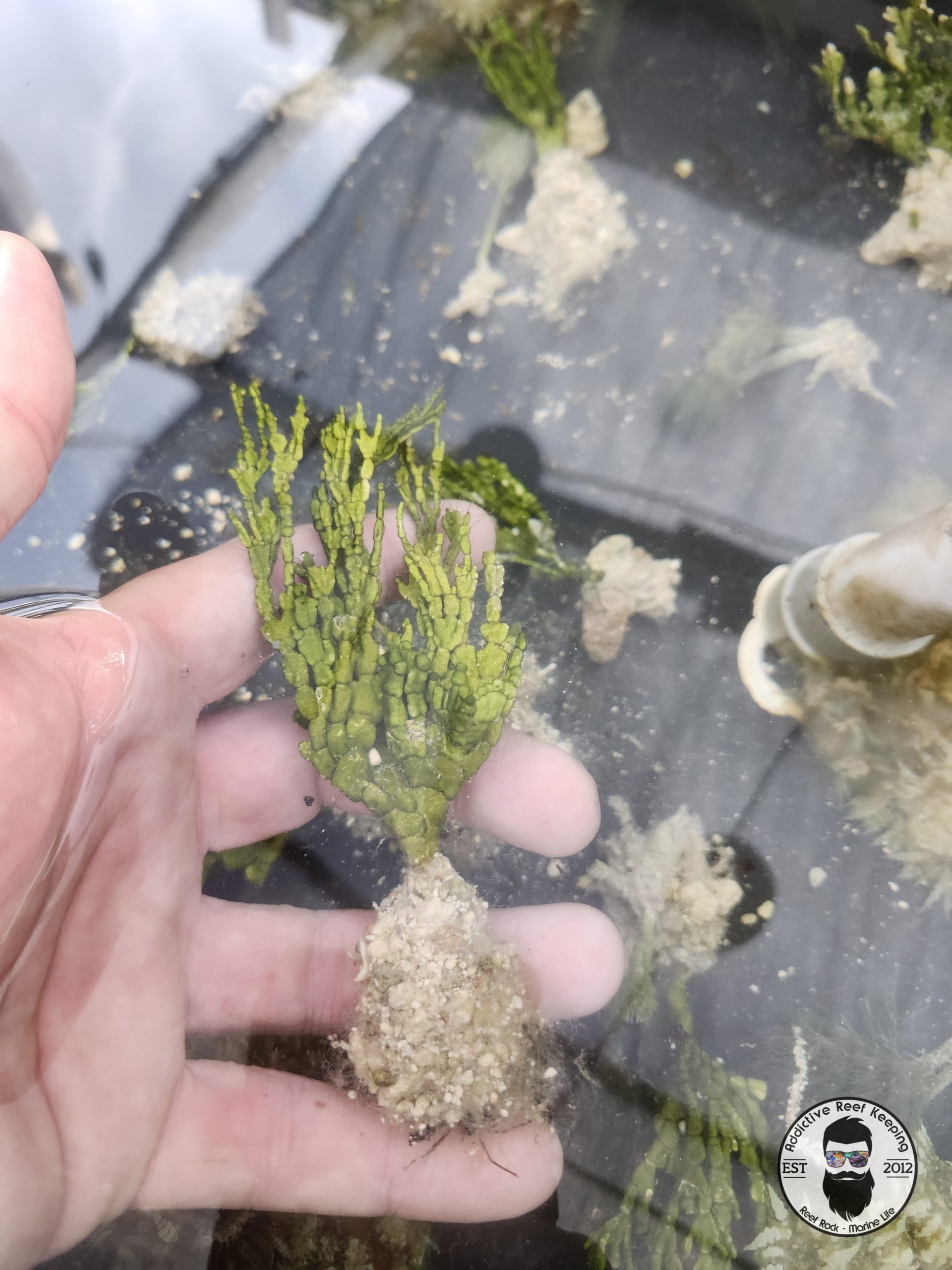 Halimeda Rooted Stem Plant Macro Algae