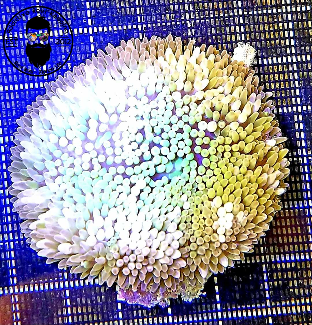 Caribbean Sun Carpet Anemone