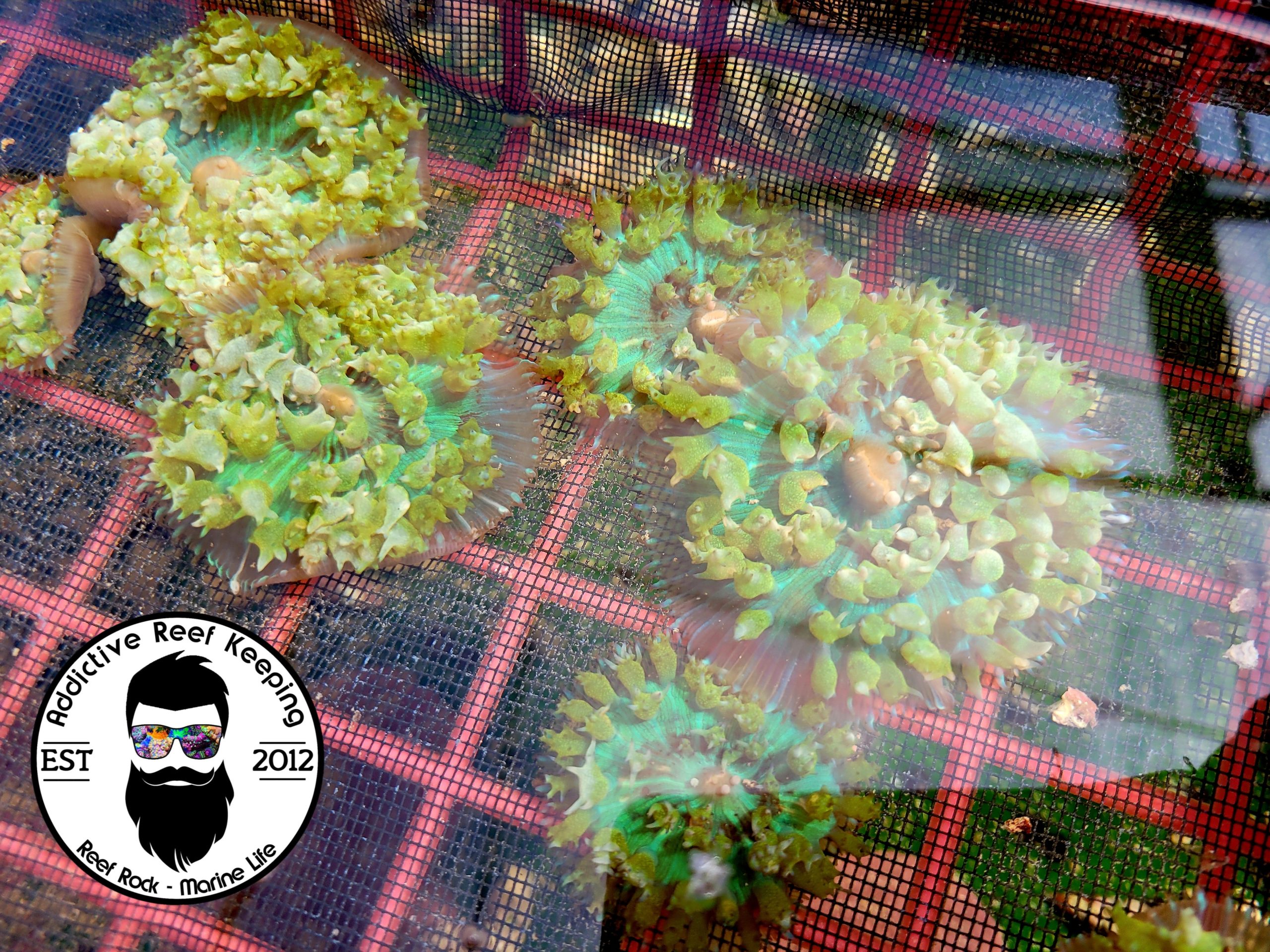 Popping Green St. Thomas Mushroom 2 to 3″