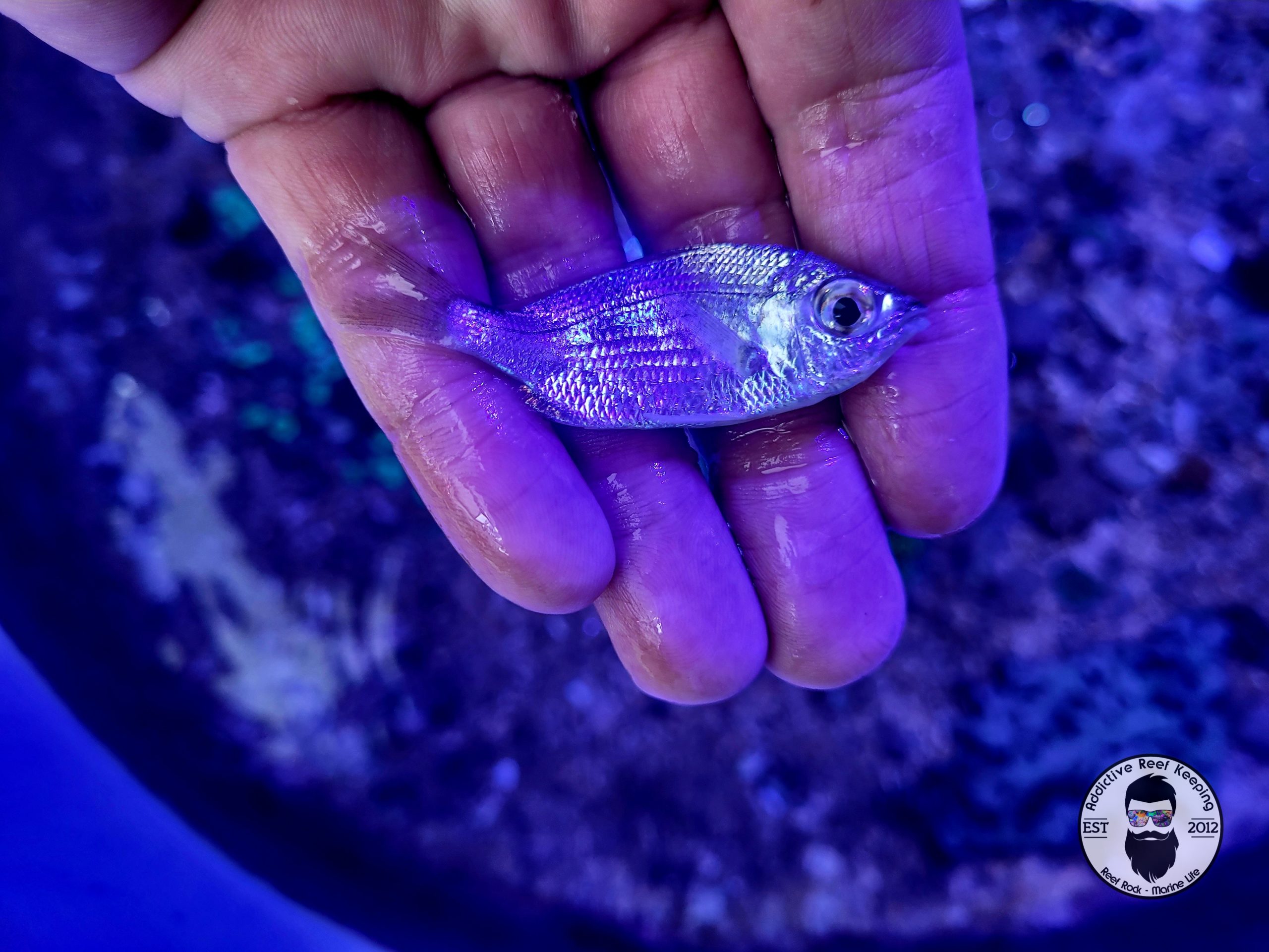 Mojarra FIsh Small to Medium