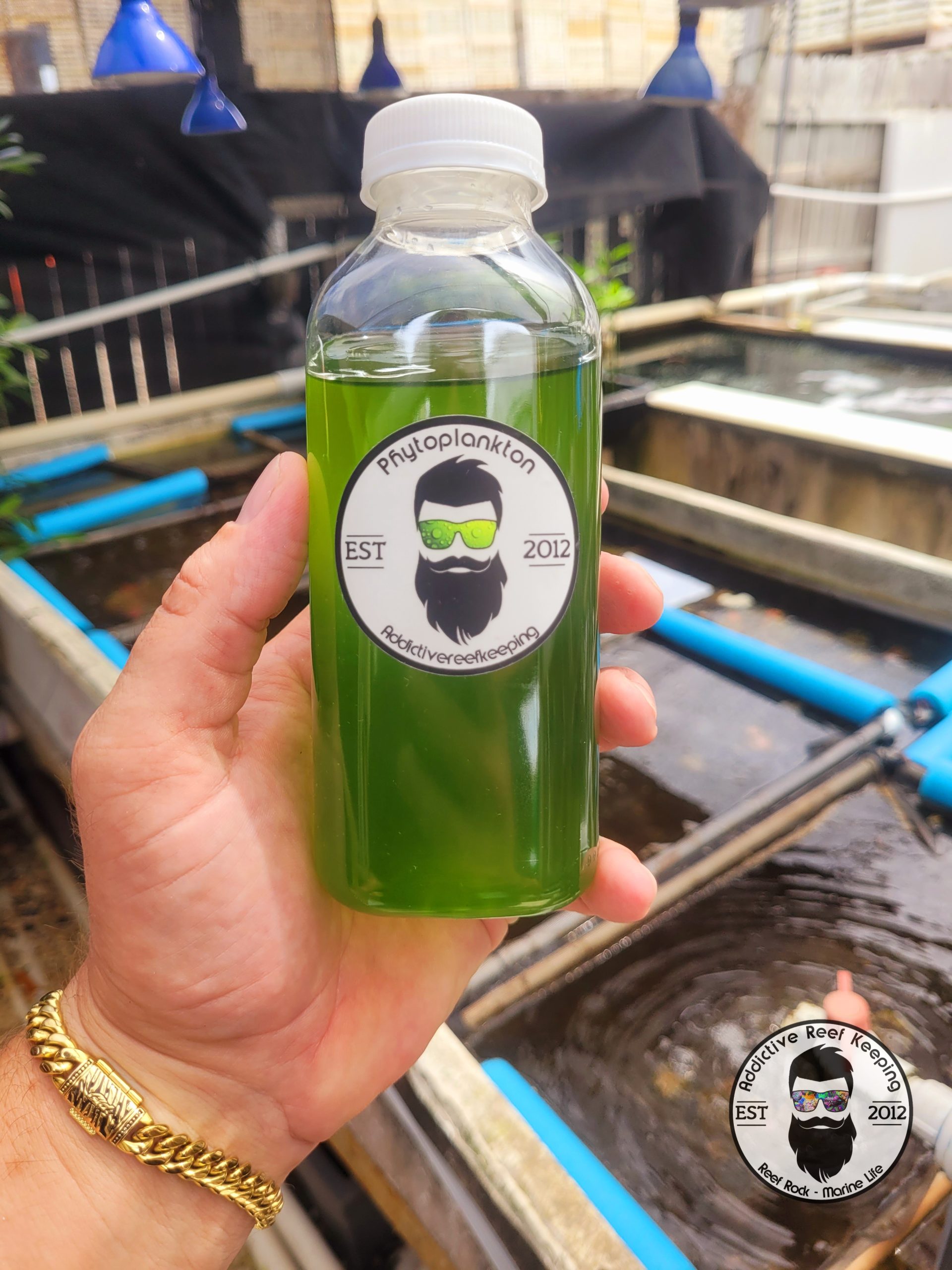 16oz Phytoplankton