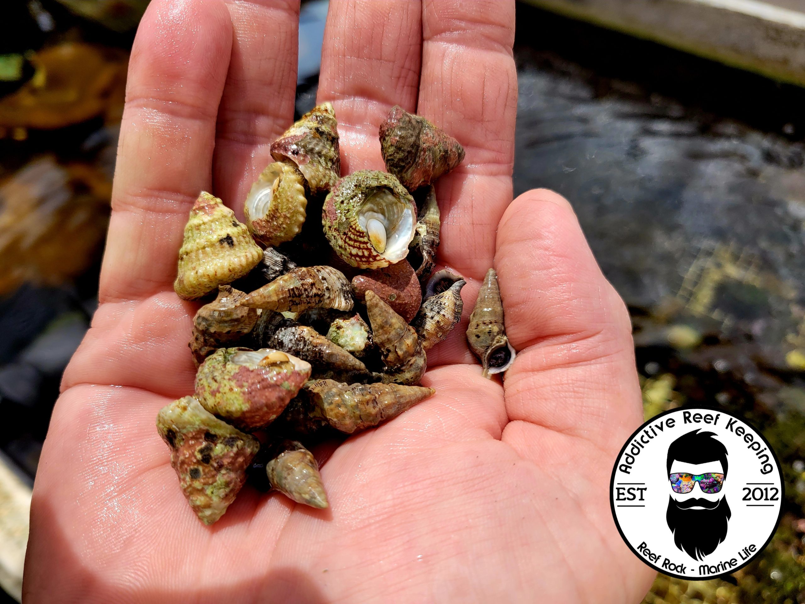100x Mix’n’Match Astraea Turbo, Stocky Cerith Snail- Saltwater Algae Cleaner Astraea
