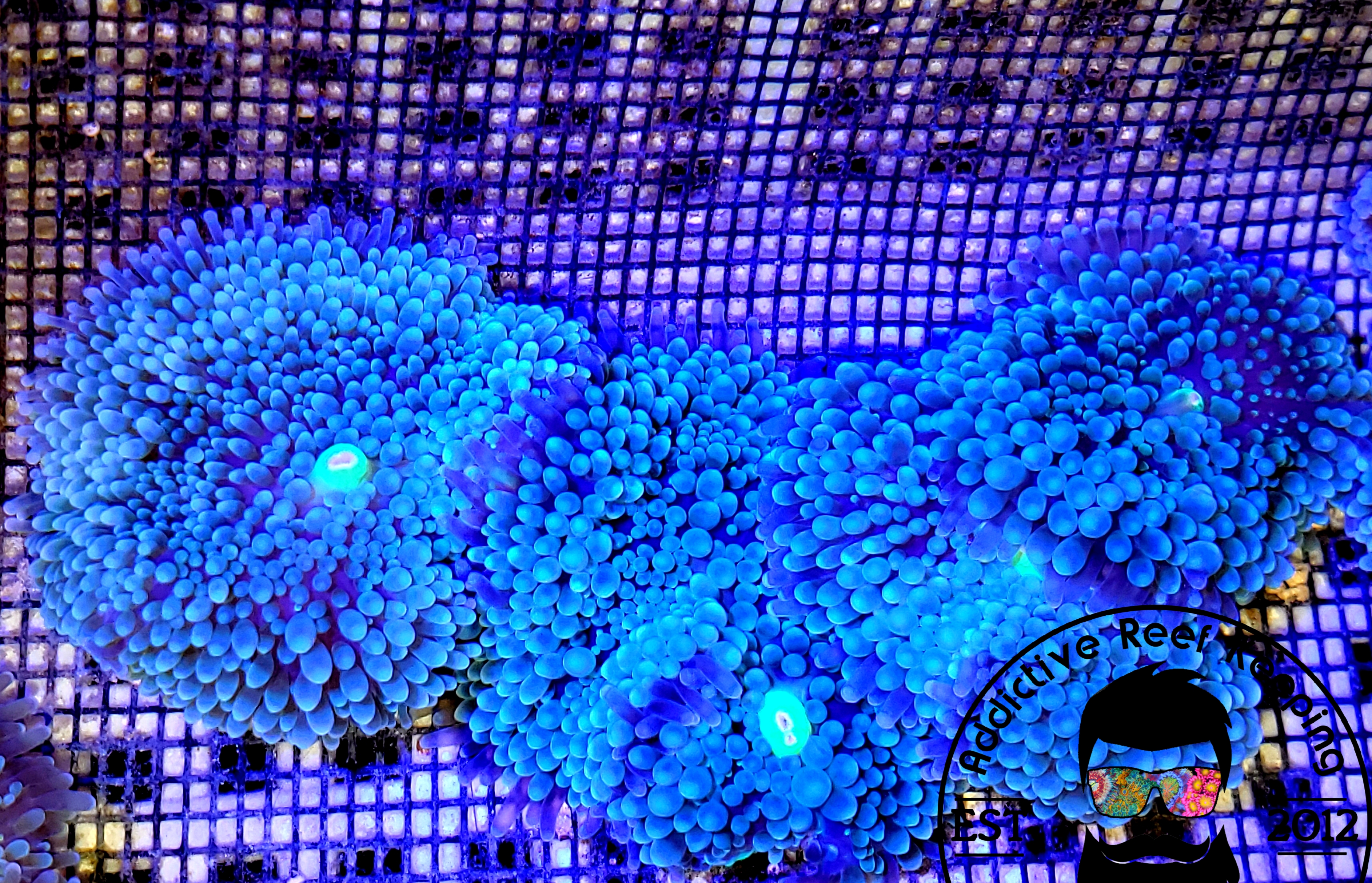 2 Pack Blue Ricordea Mushroom – ARK