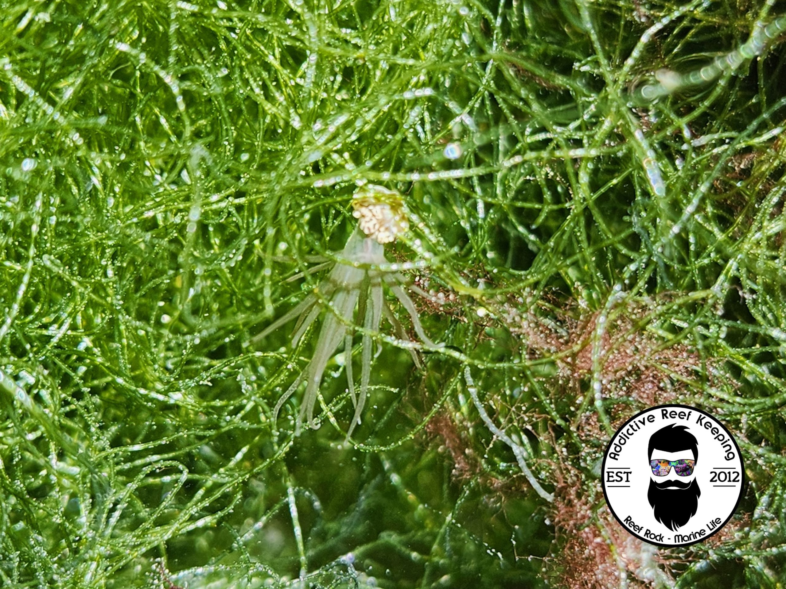 Bunodeopsis globulifera Stinging Anemone