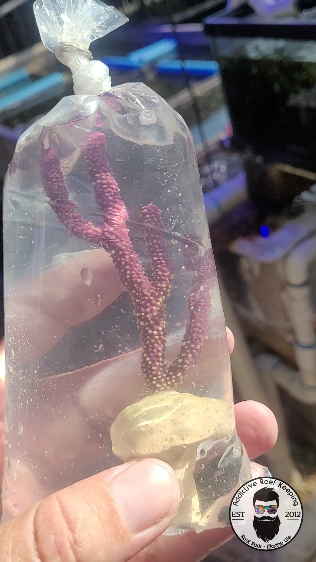 Purple Sea Rod Gorgonian Saltwater Marine ECO-FRIENDLY Gorgs