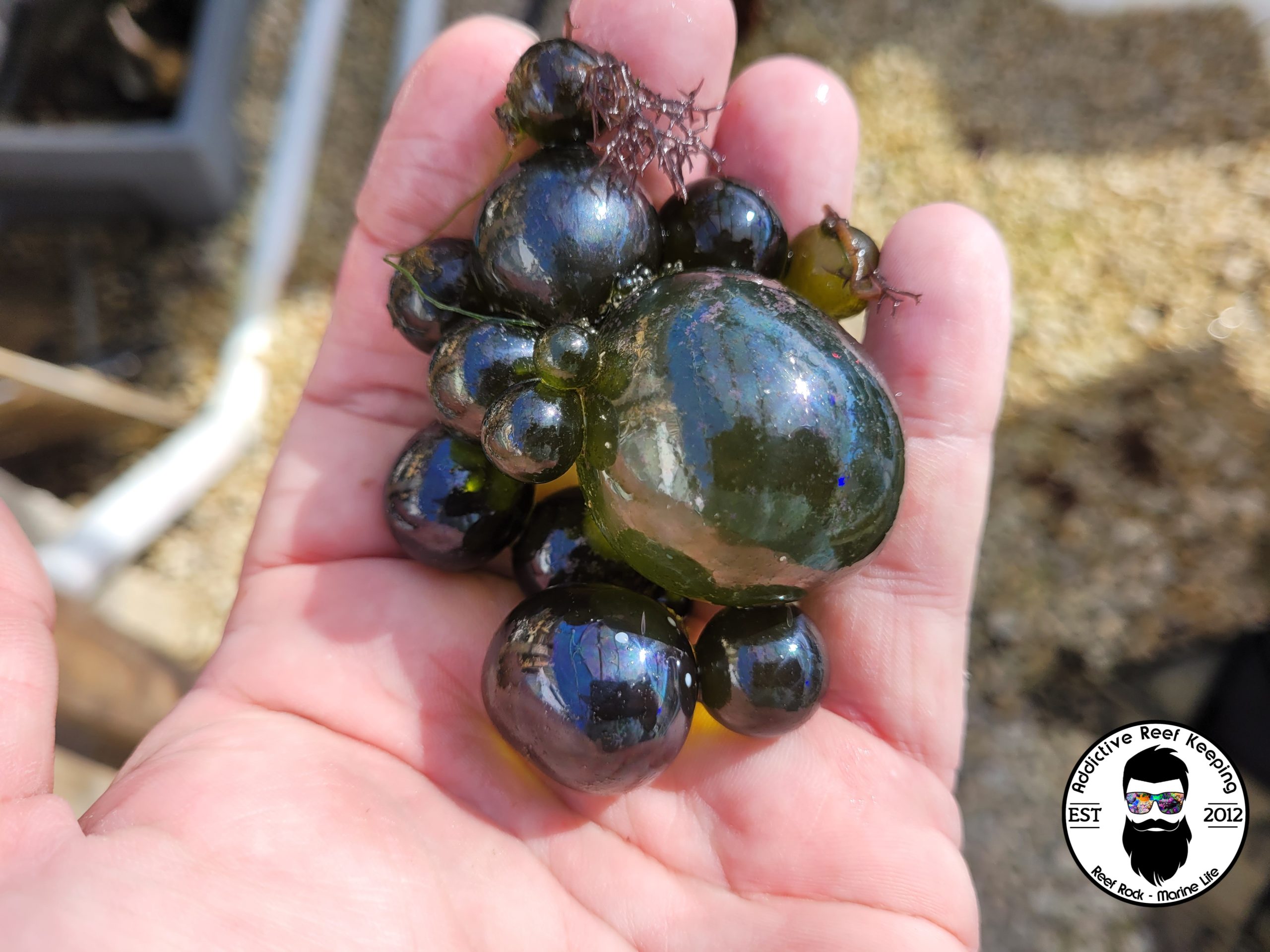 Bubble Algae (Valonia ventricosa) Saltwater Marco Algae Single Cell