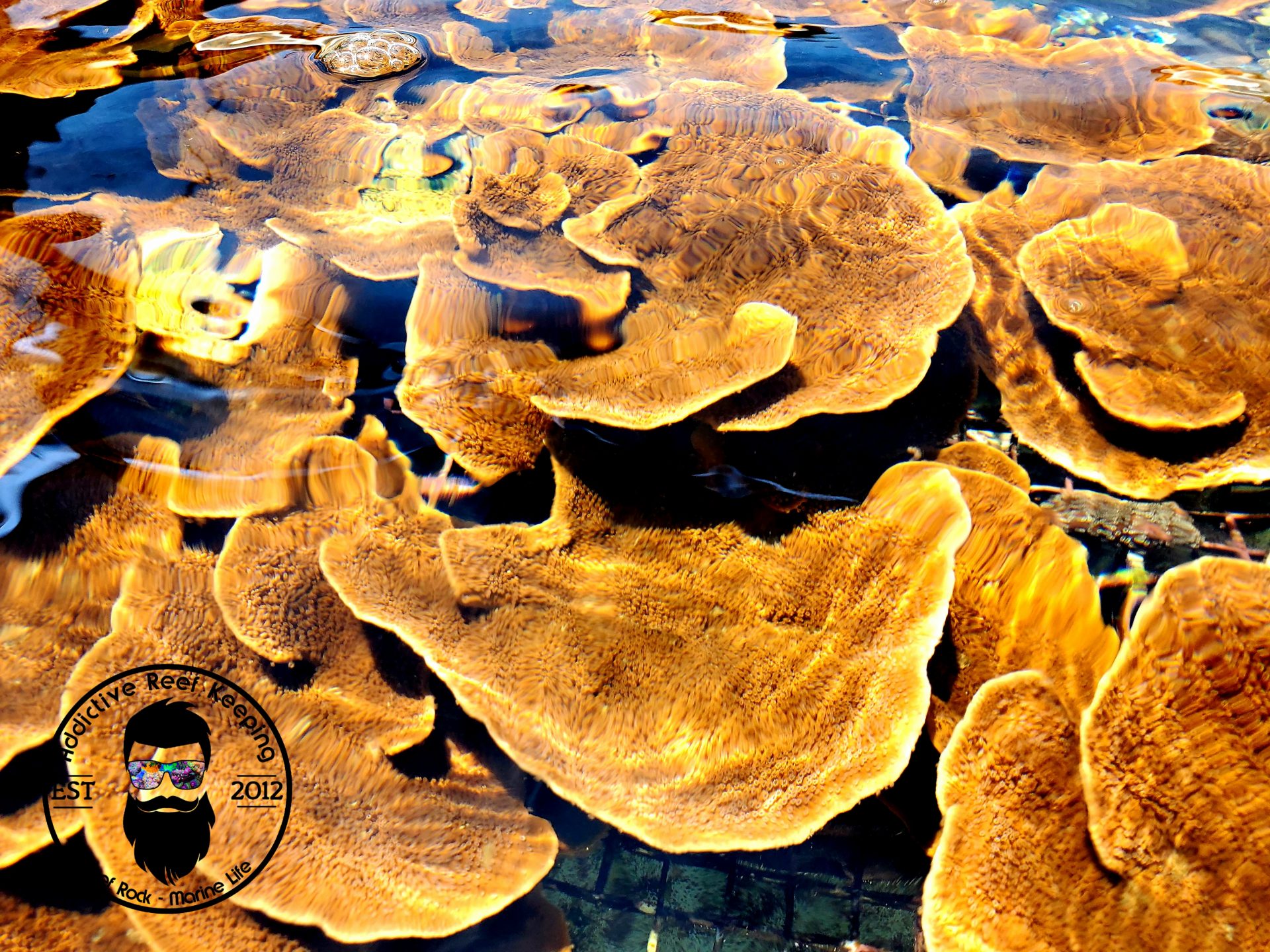 ARK Orange Capricornis Montipora- 2″ Frag
