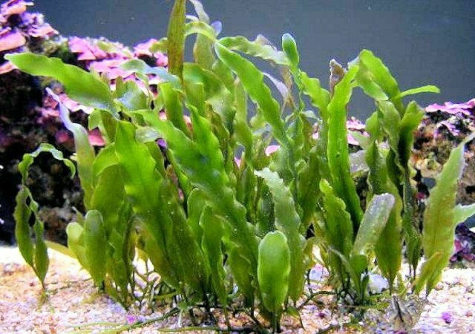 Prolifera Caulerpa Leaf Frag