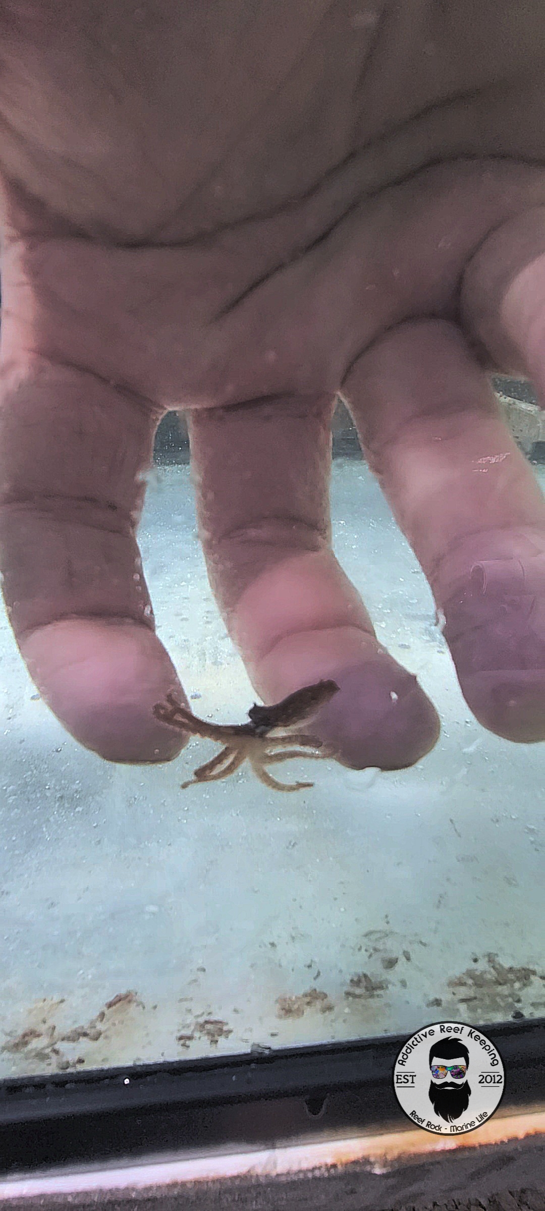 Atlantic Pgymy Octopus WYSIWYG
