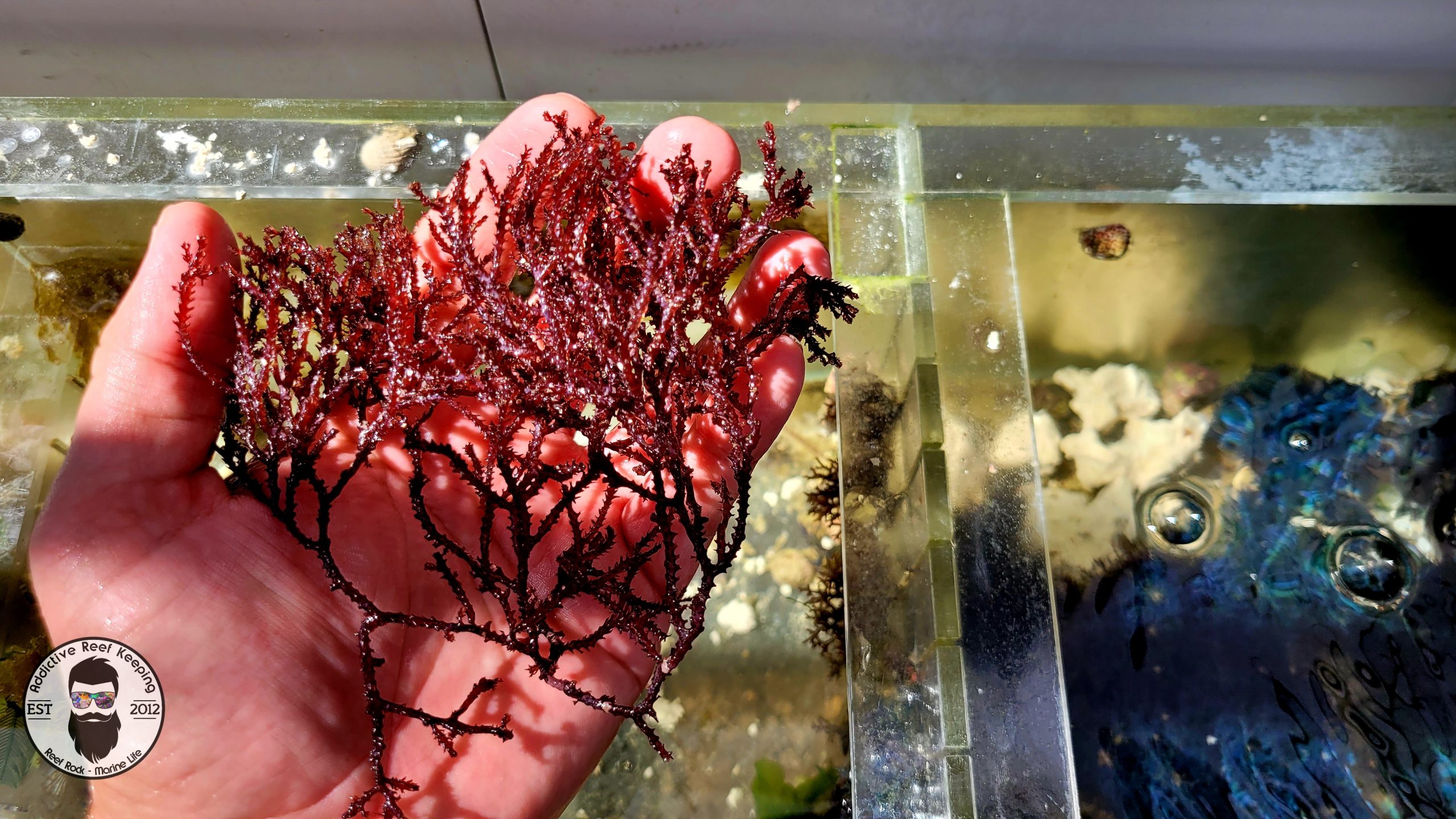 LIVE 1/2 Cup | Red Razor Algae | Bryothamnion triquetrum | Macro Algae/Macroalgae Coral for Saltwater Reef Tank/Refugium/Aquarium