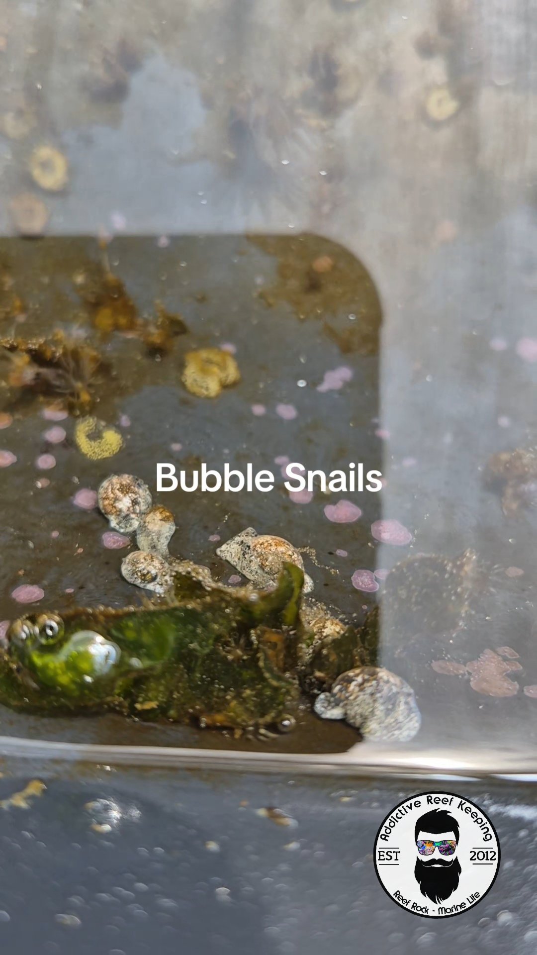 10 Pack Marine Bubble Snails –striate bubble snail (Bulla striata) Natural Algae Cleaners for Saltwater Aquariums