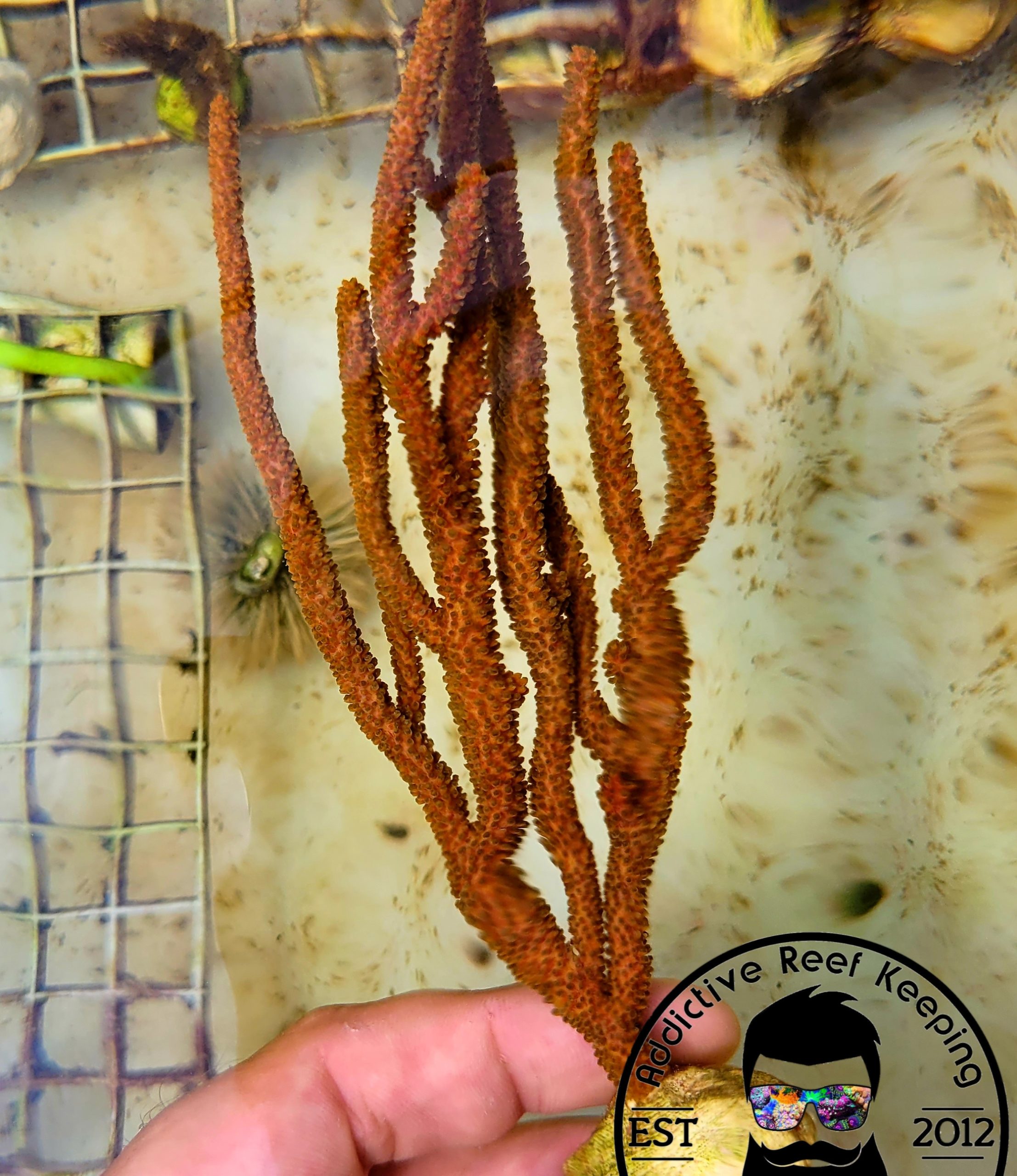 Spiny Orange Gorgonian 4″ to 8″