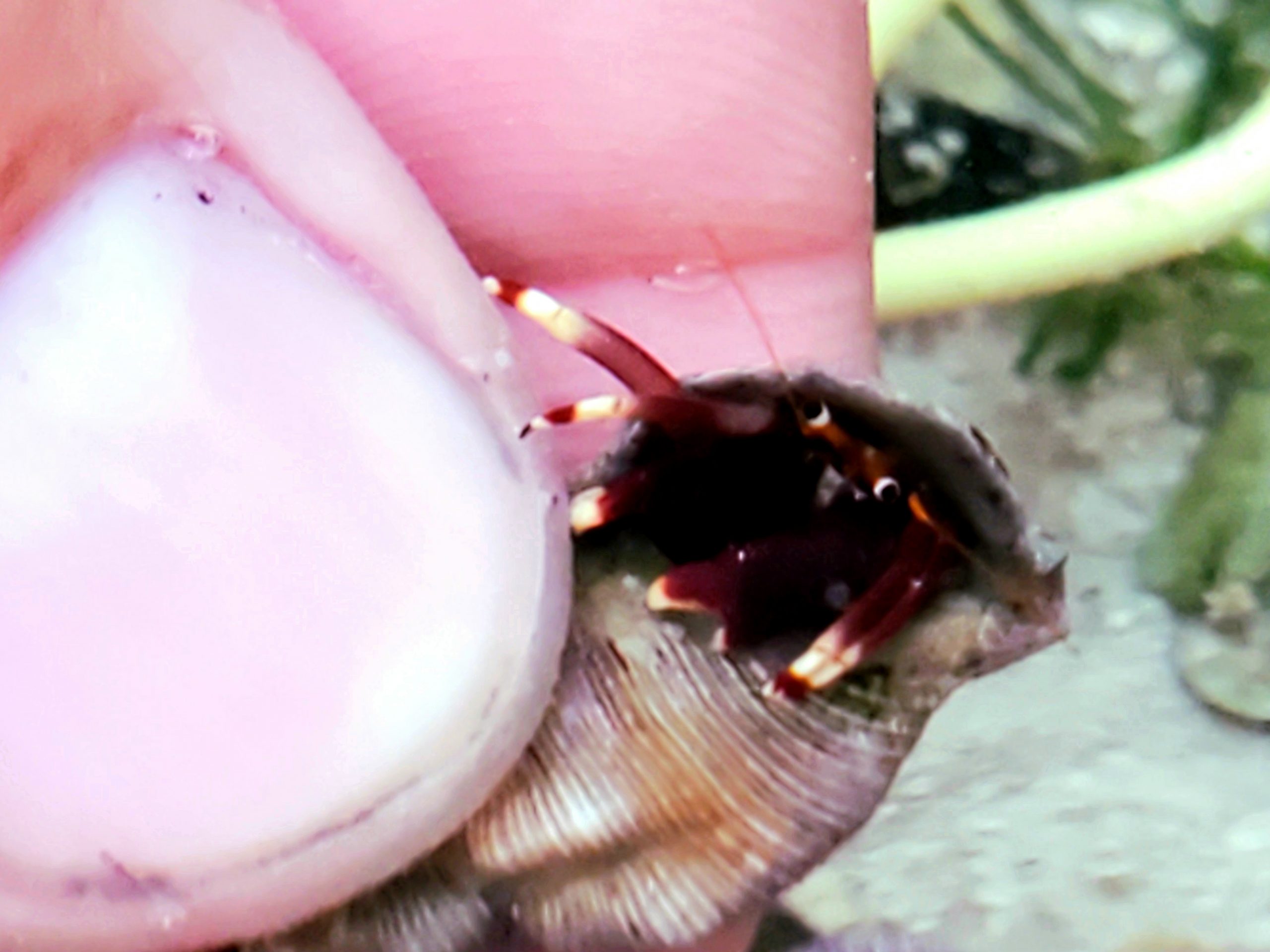 Red Leg Hermit FL Keys