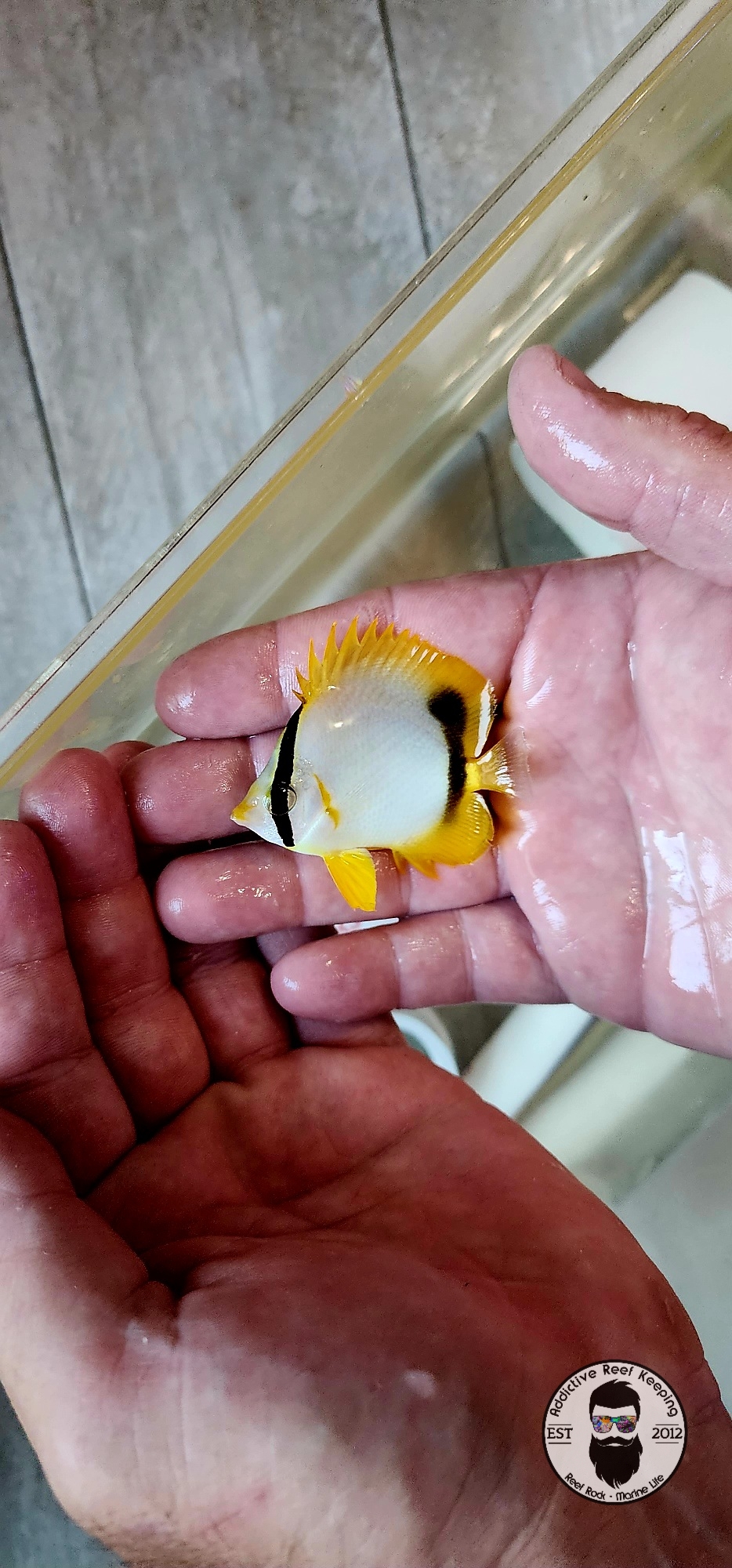 Spotfin Butterflyfish (Chaetodon ocellatus)
