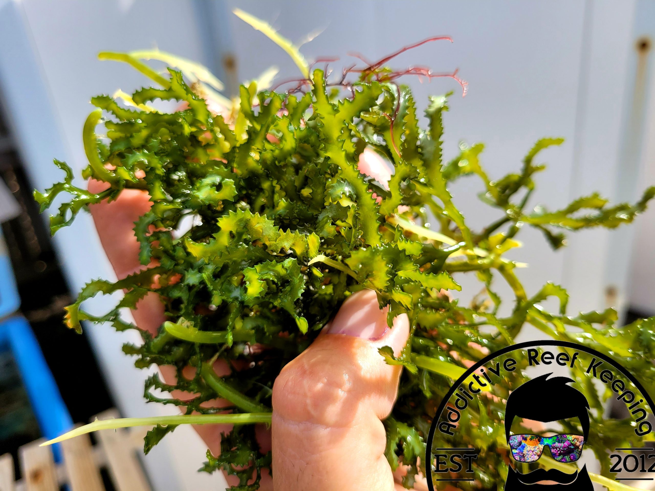 2″ Frag Caulerpa serrulata Sawtooth Macro Algae Saltwater