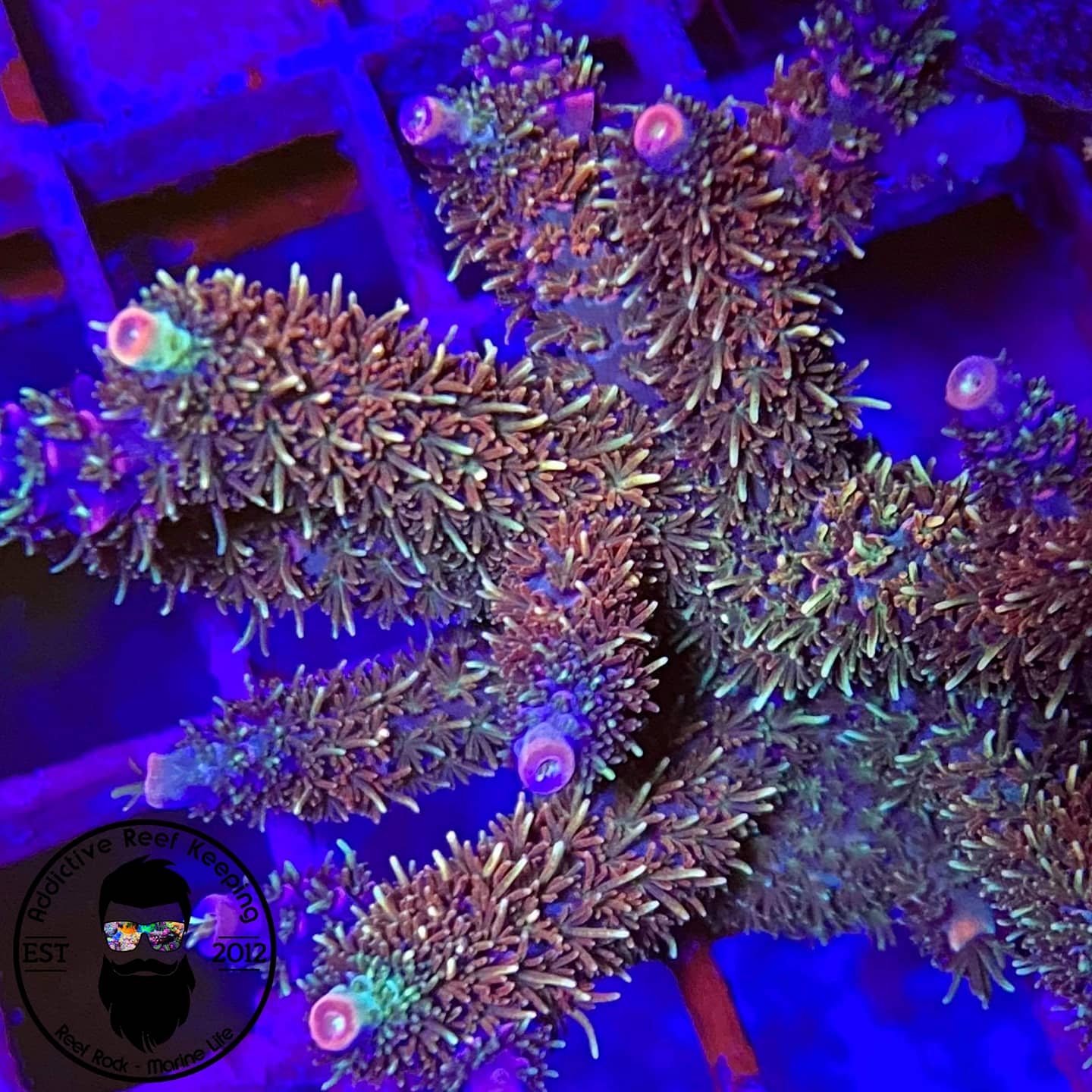 ARK 1″ Xmas Millie SPS