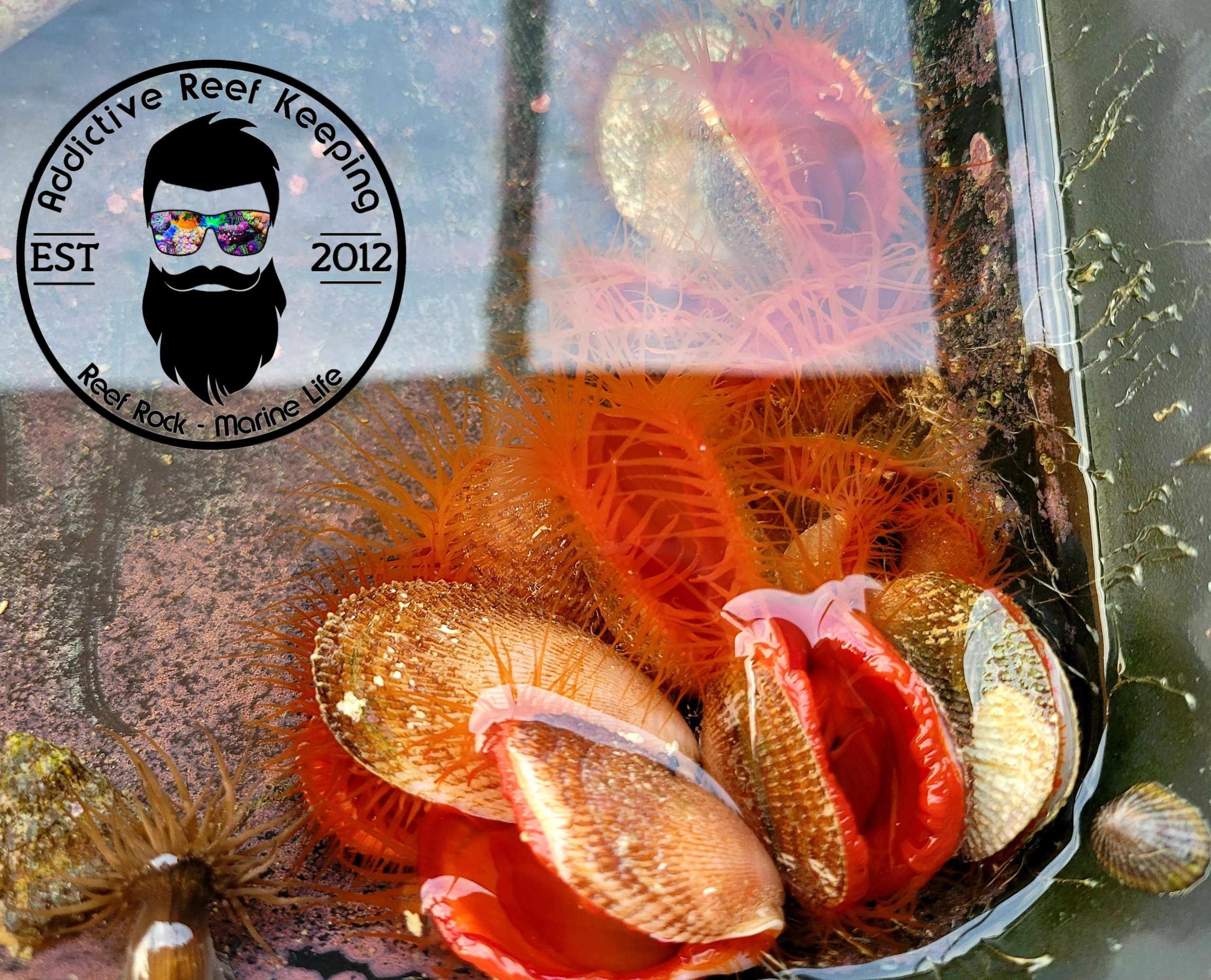 Flame Scallop Bivalve Invertebrate