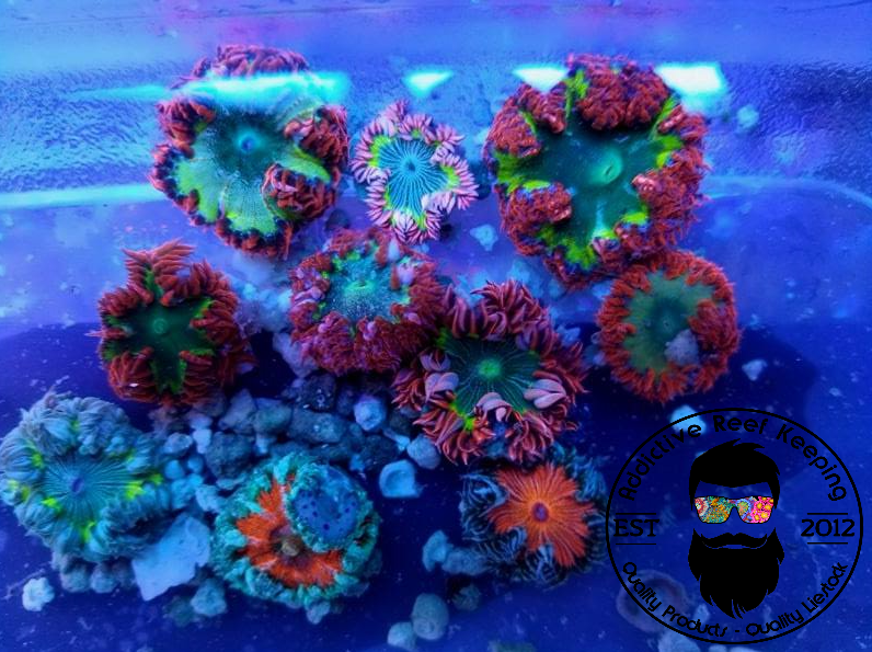 Ultra Rock Flower Anemone- Select Pack Size