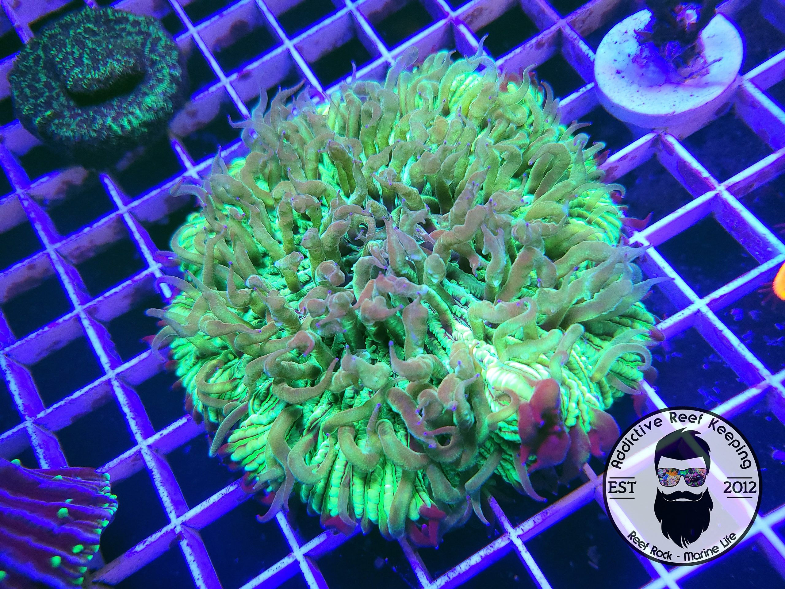 Green Fungia (Large) Plate Coral ALMOST WYSIWYG