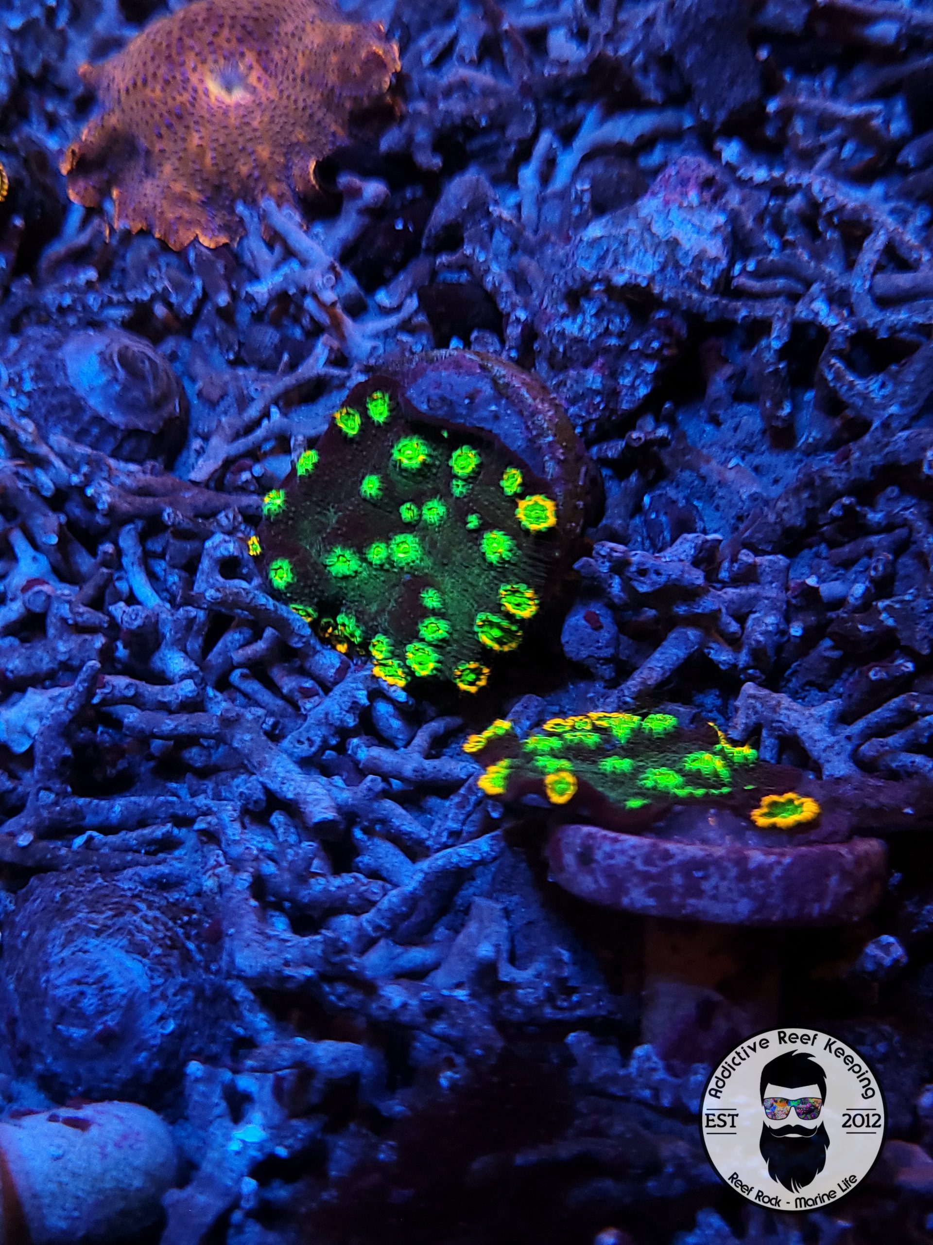 Alien Mutant Hollywood Stunner Chalice 3/4″ to 1″ Frags