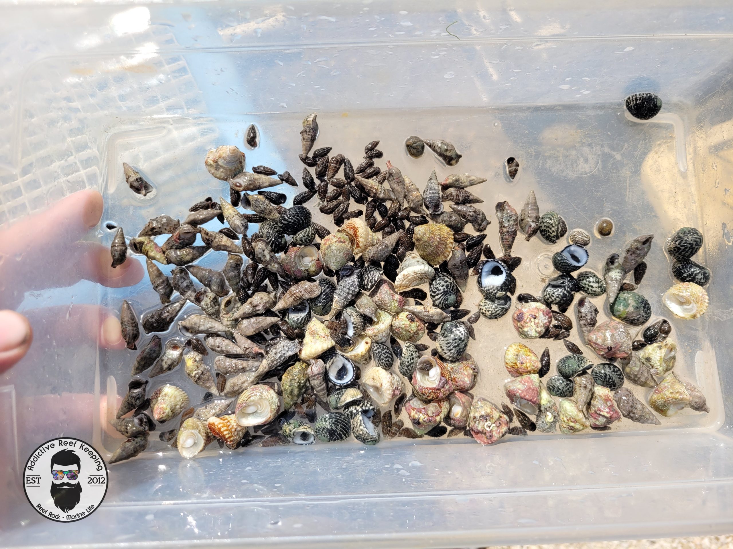 100x Four Snail Mix Nerite, Turbo, Stocky Cerith, Drawf Cerith Snail- Saltwater Algae Cleaner Astraea