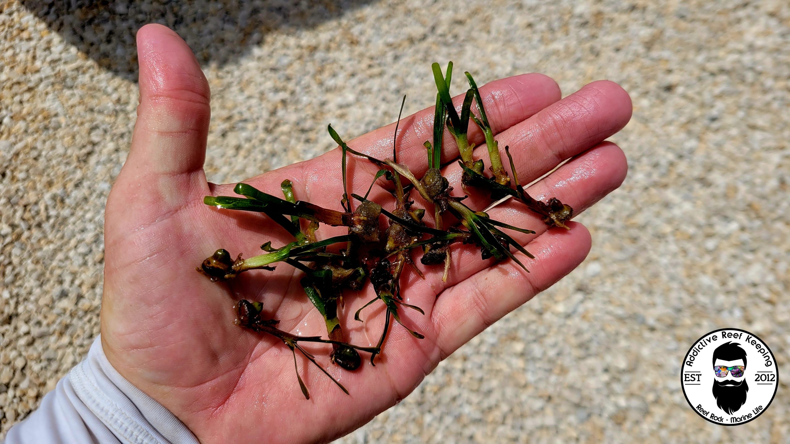 5 Pack Turtle Grass Sprouted Seedlings Marine Plant Macro Saltwater Aquatic Seed