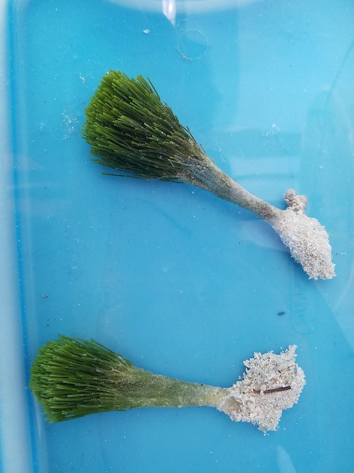 Shaving Brush Macro Algae- Marine Saltwater