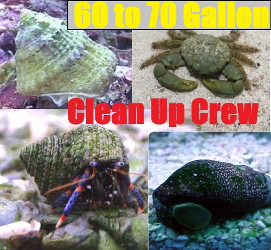 60-70 Gallon CLEAN UP CREW-Blue Leg Hermit Crab, Astraea Snail, Emerald, Cerith