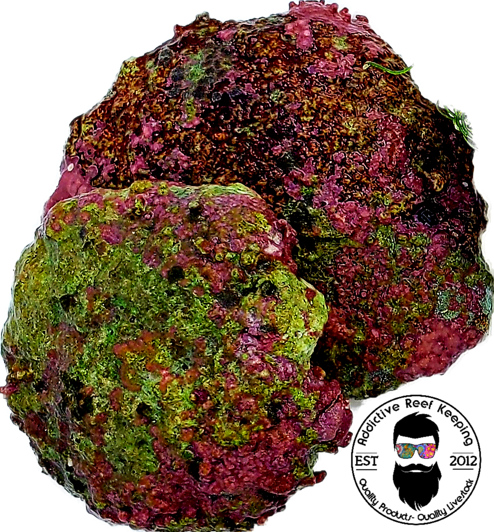 1 Coralline Spotted Shell- SEED YOUR REEF TANK!!!