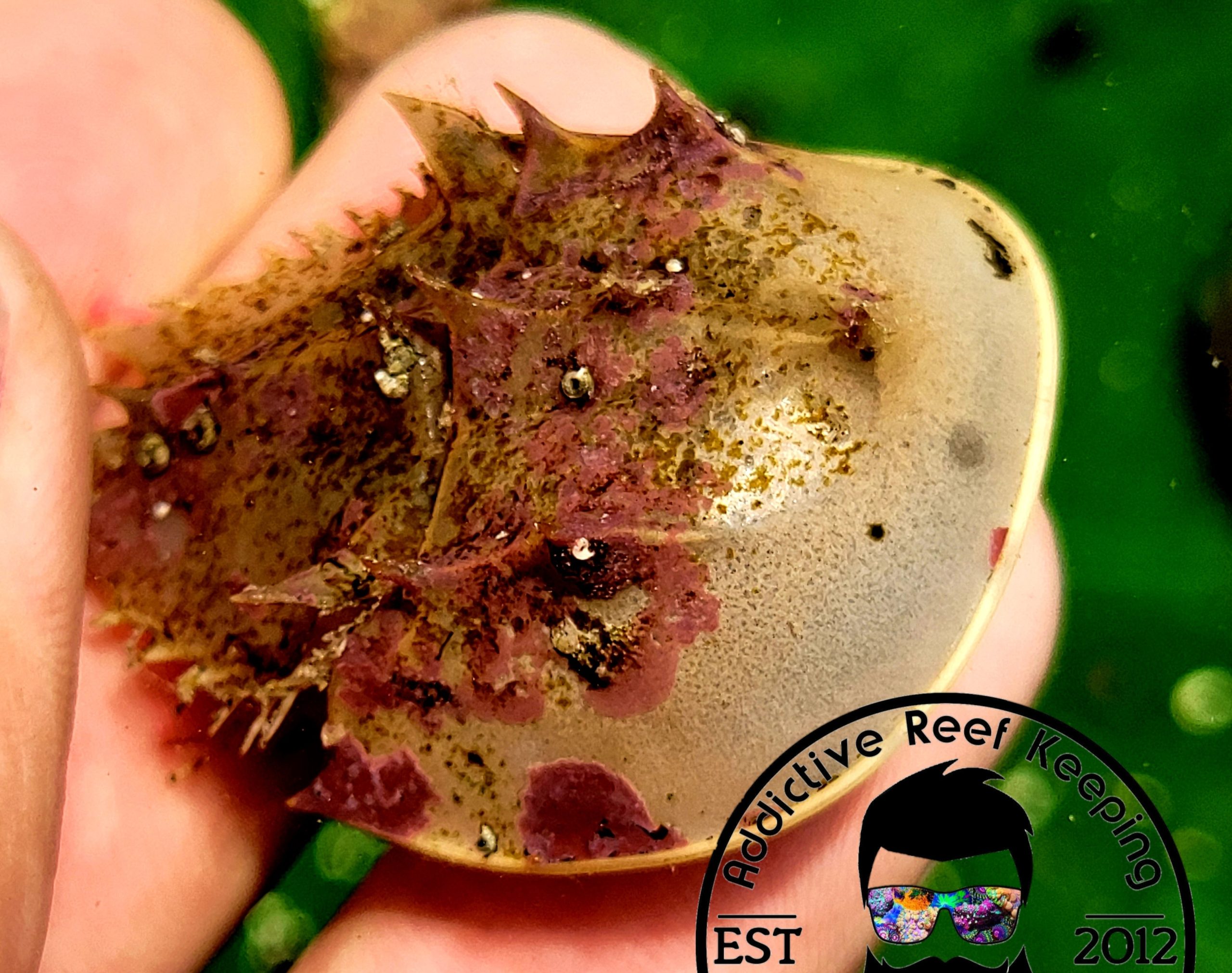 Horseshoe Crab- Small Sand Cleaner