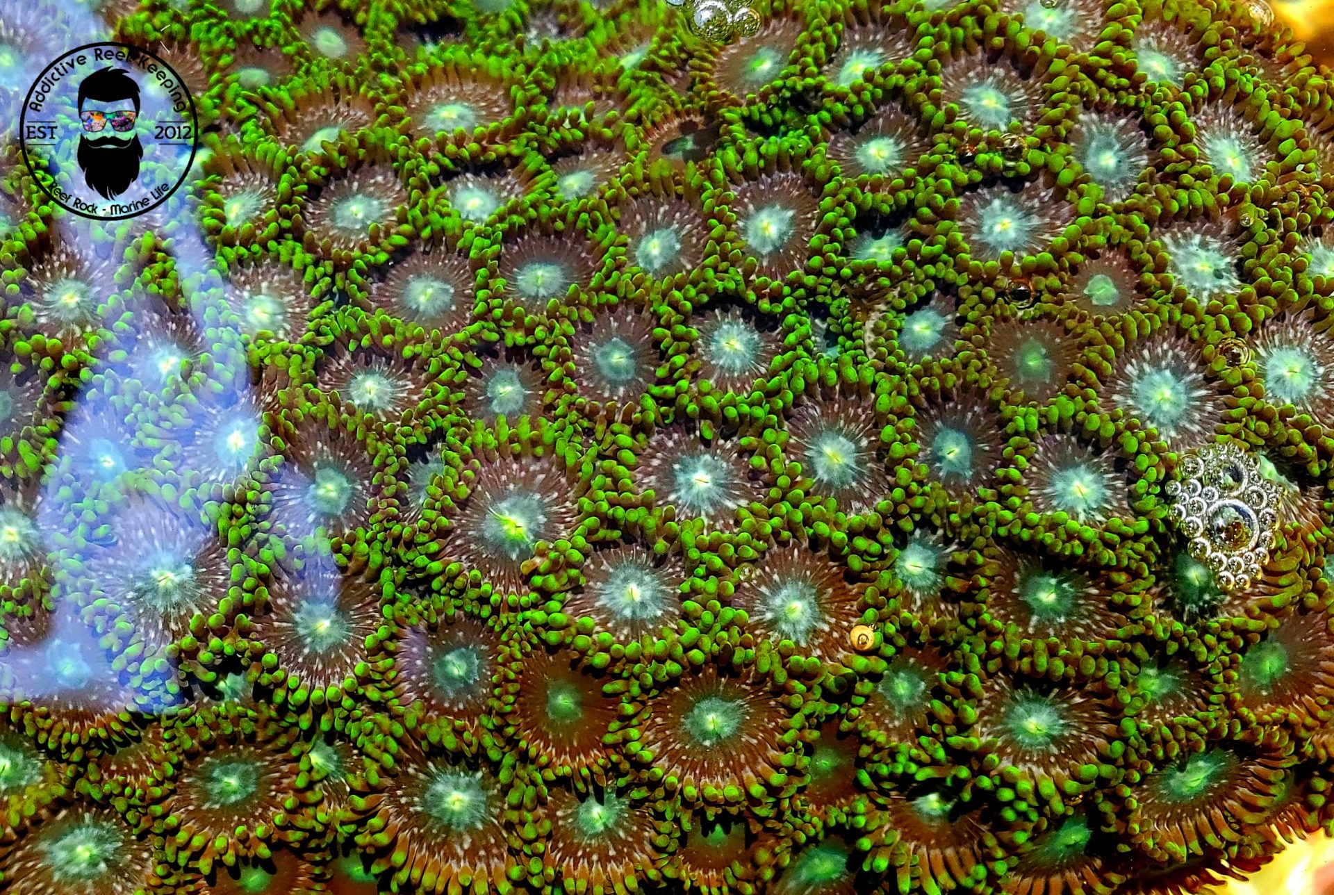 ARK Green Marathon Zoas 30 Polyps