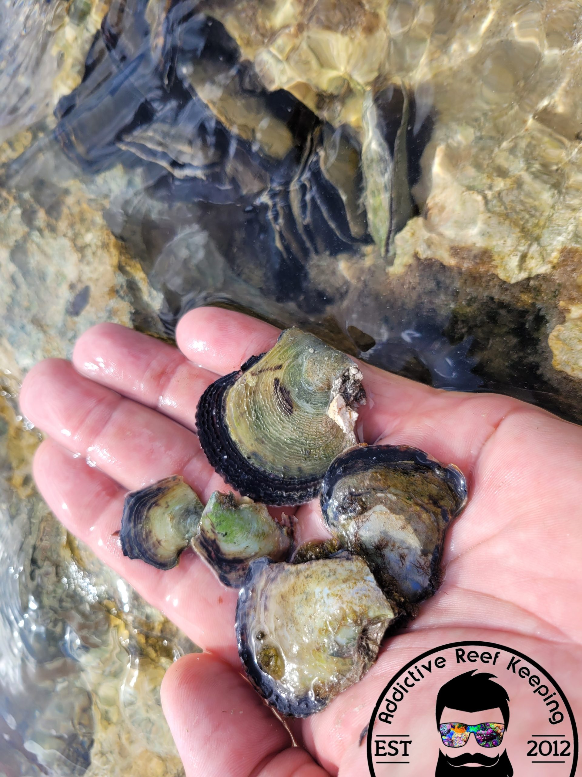 5 Pack Flat Tree Oyster Bivalve Filter Feeder
