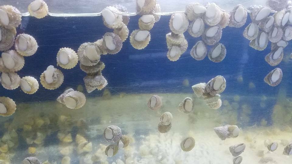 Astraea Turbo Snail- Saltwater Algae Cleaner Astrea