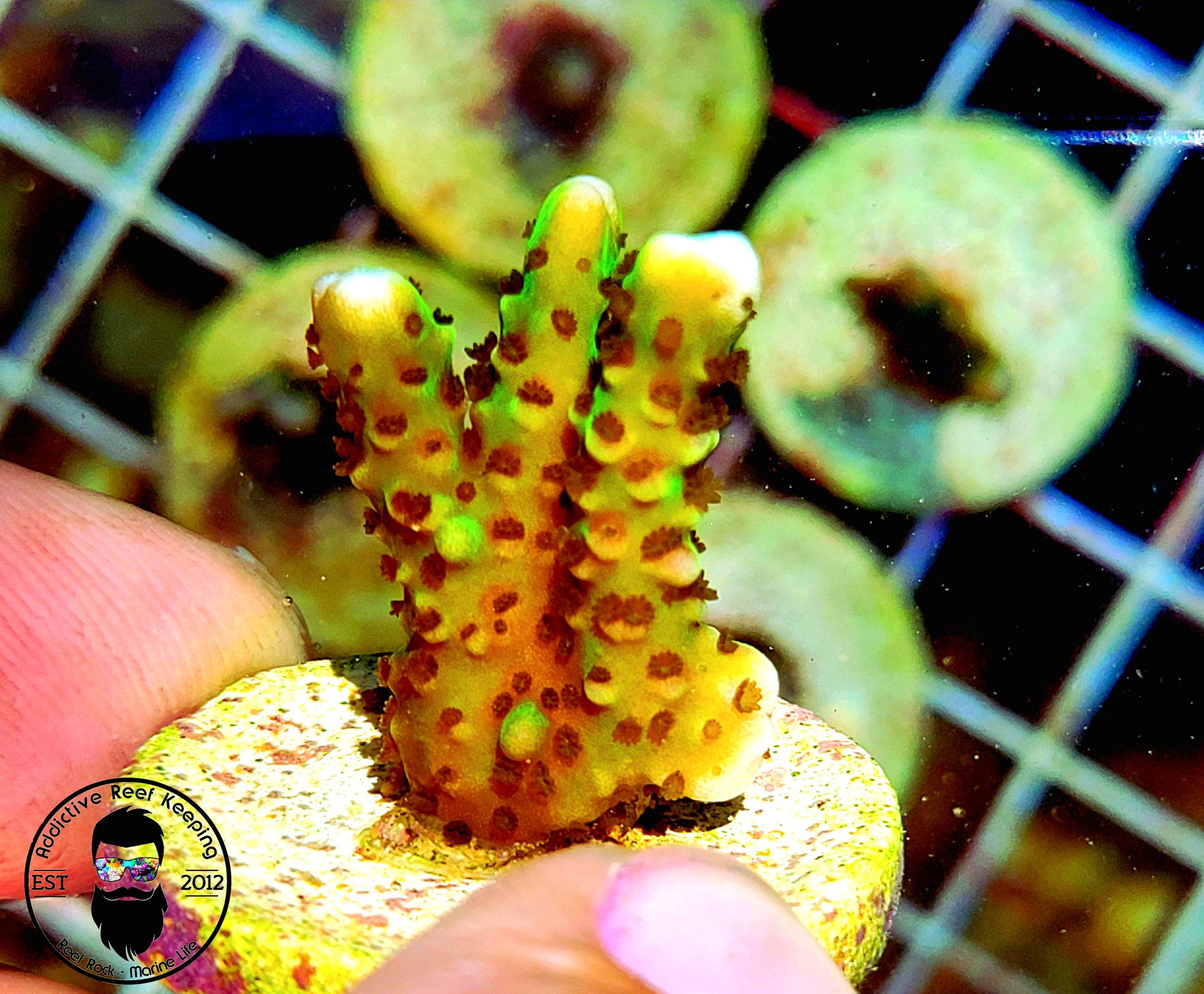 ARK 1″ Neon Green Spongodes Montipora- ALMOST WYSIWYG