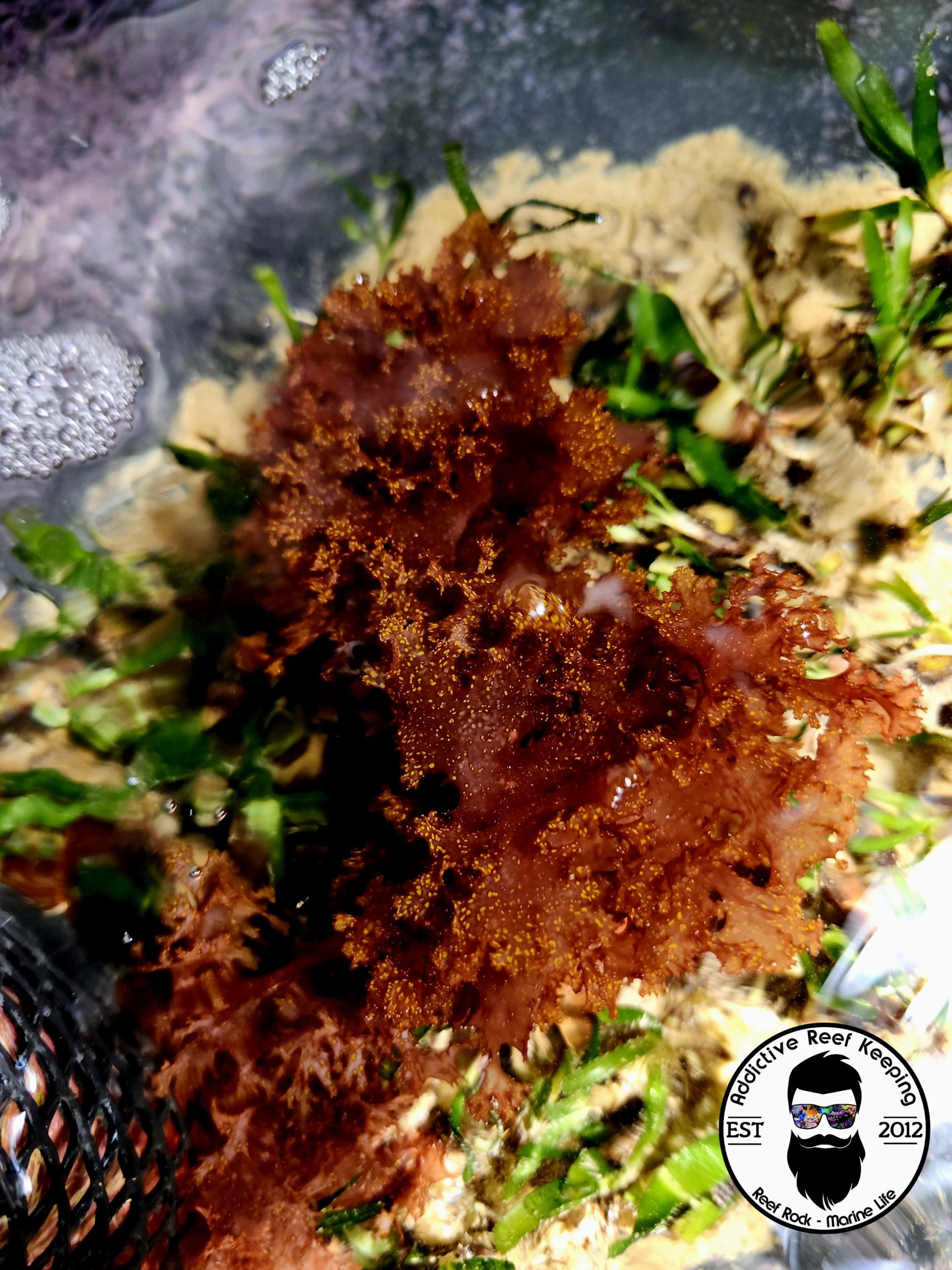 Atomic Broccoli Algae Burning Bush – 1 cup (Red with Bright Orange Specks)