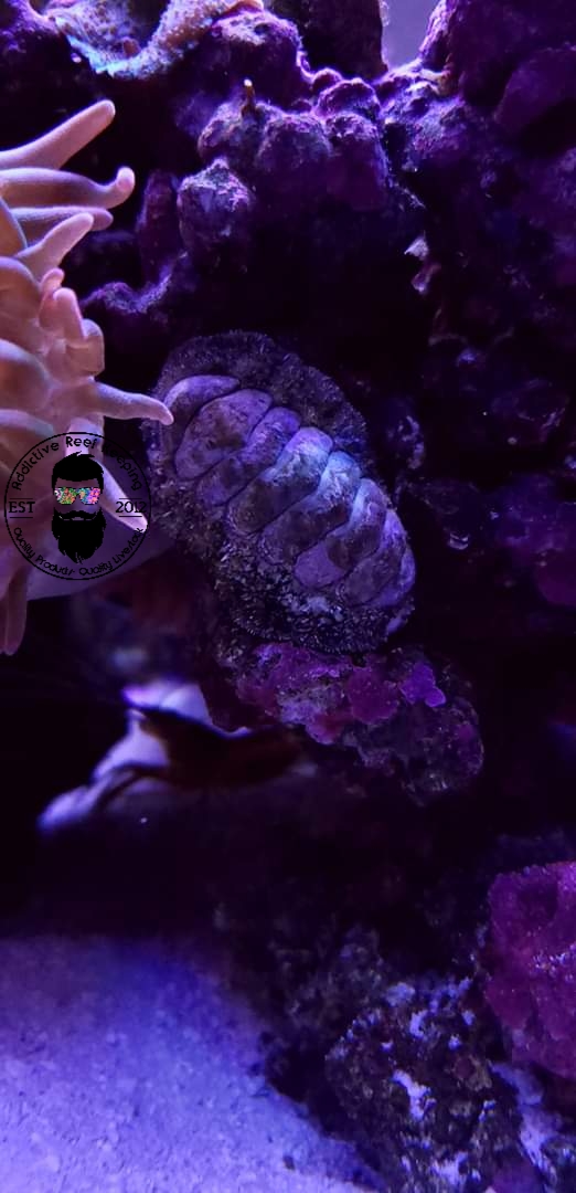 Fuzzy Chiton Gastropod Green Hair Algae Eaters Saltwater Invertebrate
