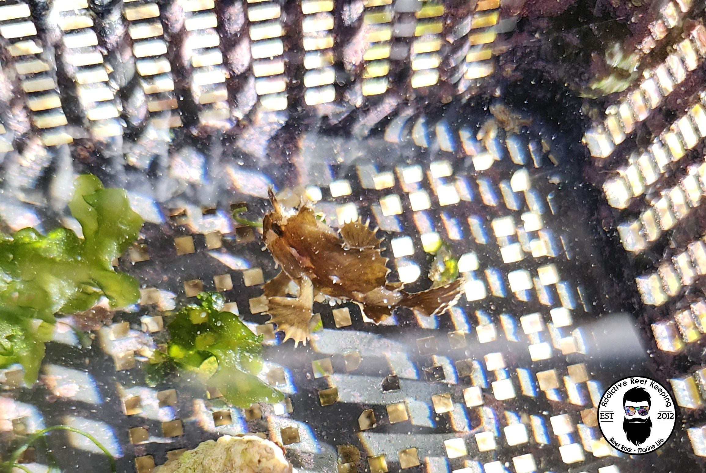 Caribbean Sargassom Frog Fish Angler