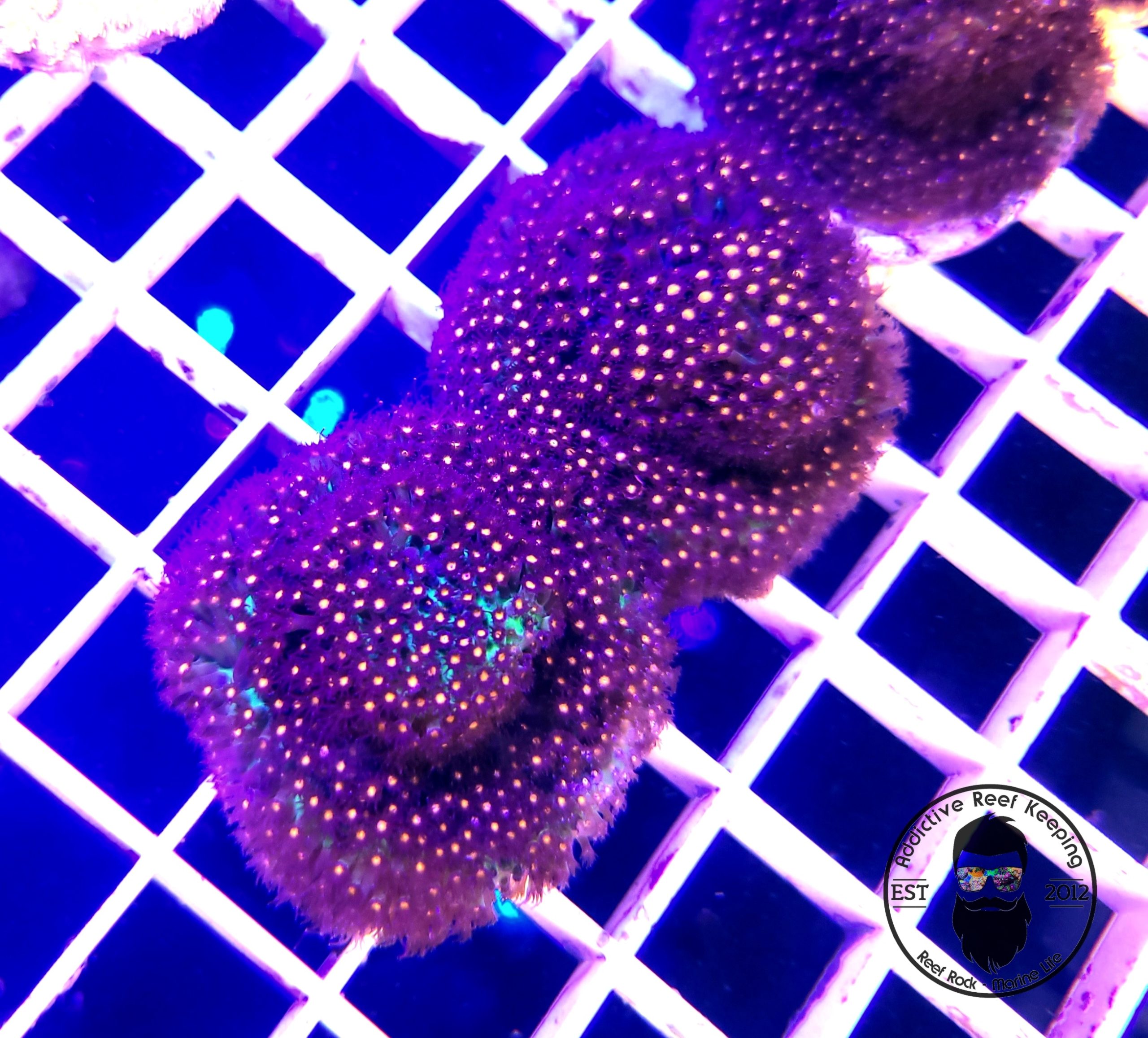 ARK Sunset Stylocoeniella Frag- ALMOST WYSIWYG