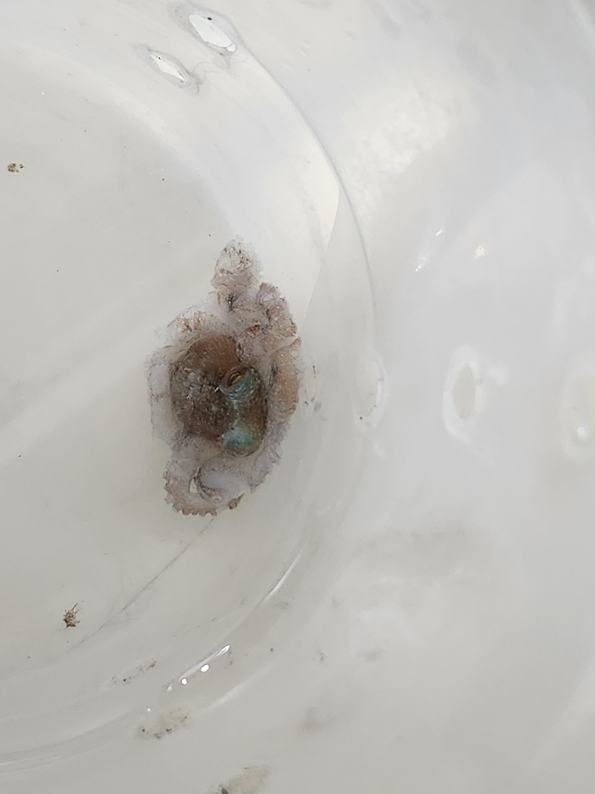 Small Caribbean Reef Octopus