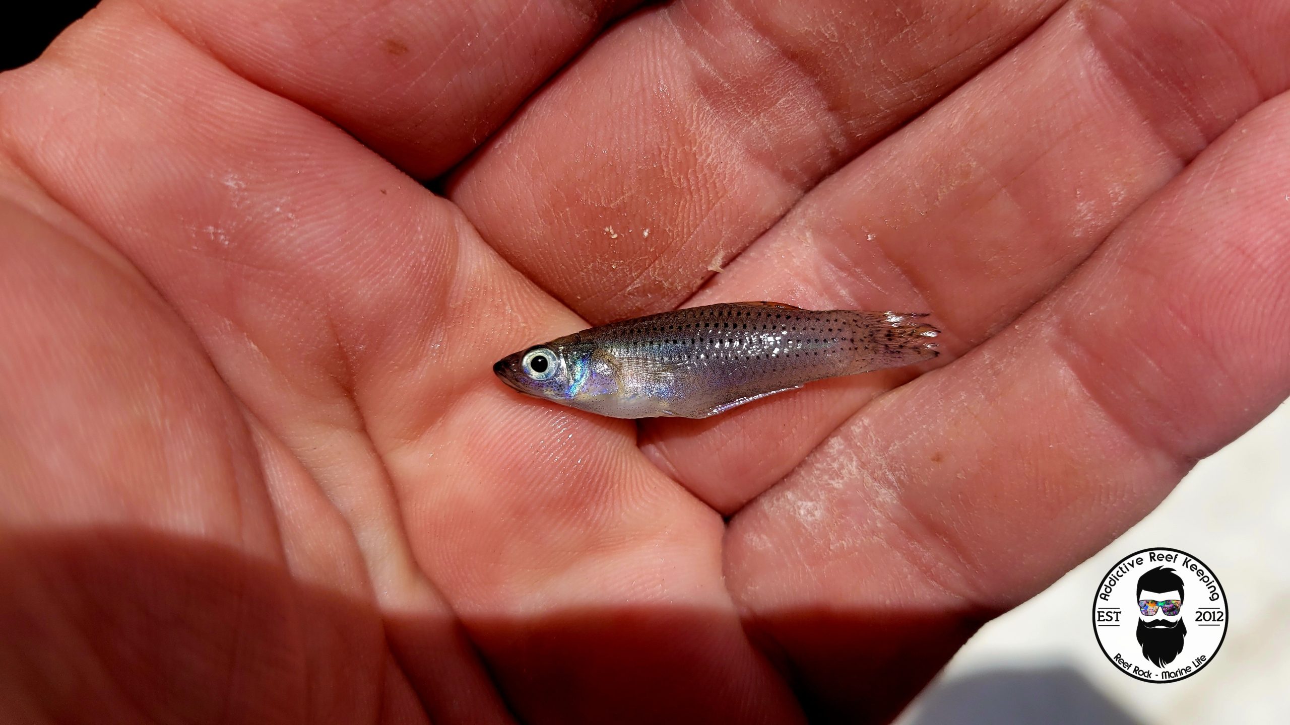 Wild Saltwater Mollies from Florida Keys