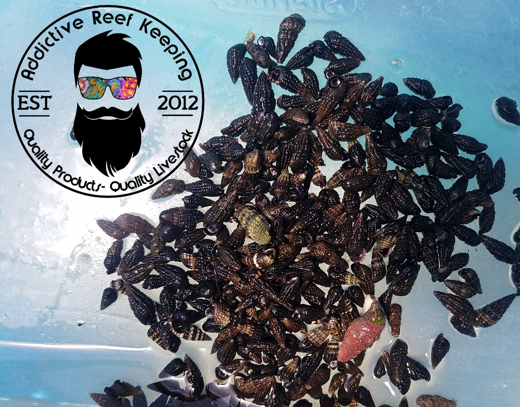 100 Cerith Snails Invertebrates Coral Saltwater Fish – FREE SHIPPING!!