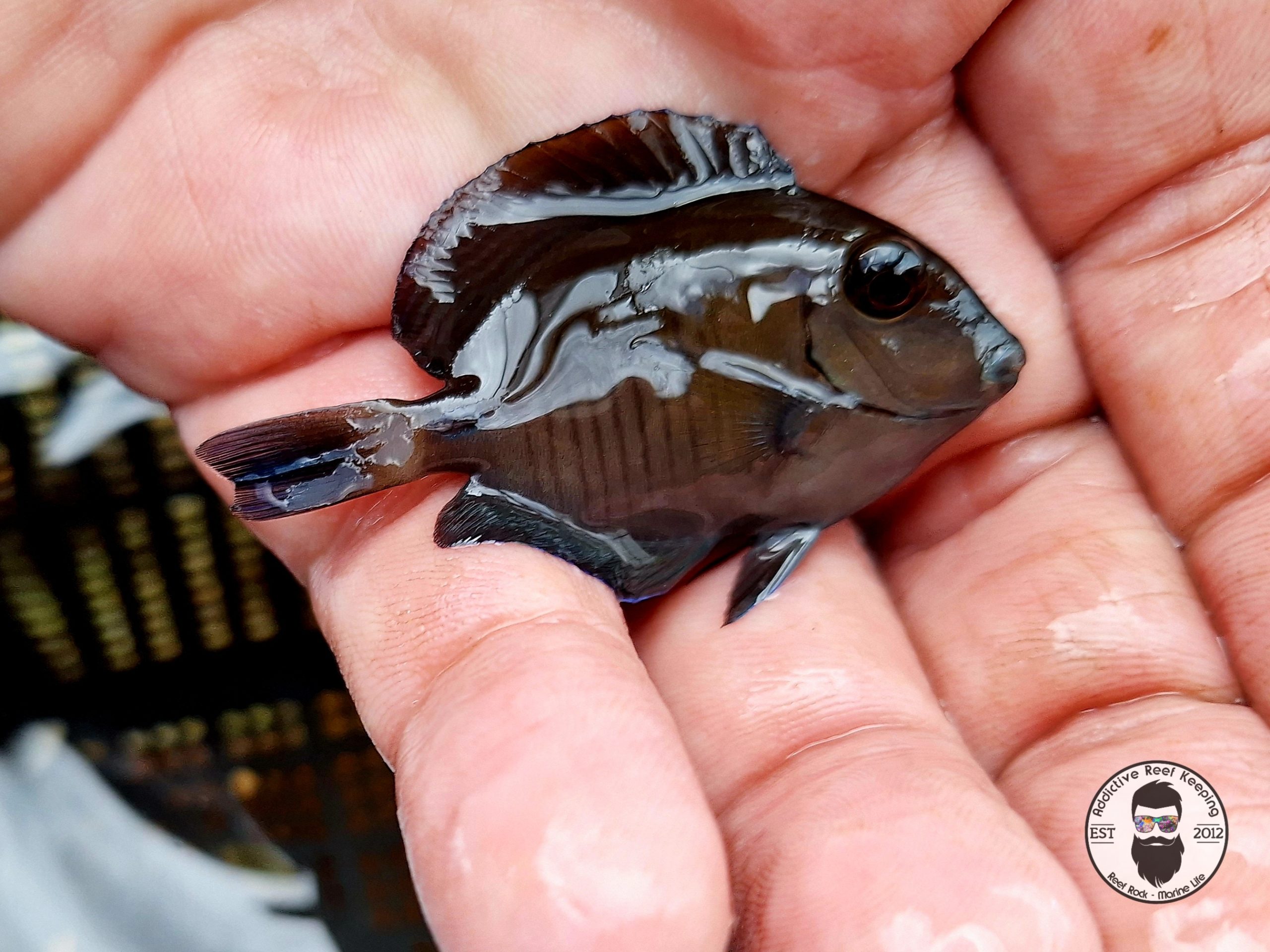 Doctorfish Tang 2″ to 3″ Acanthurus chirurgus