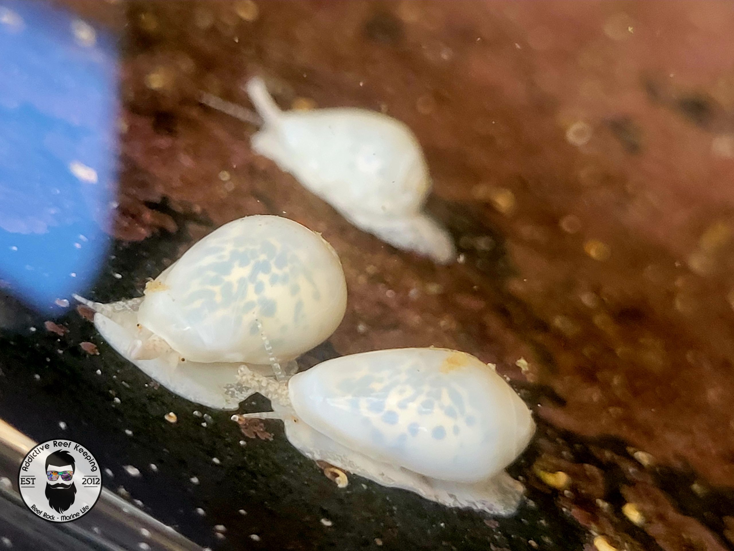 Glowing Marginella Snail Aquaculture Florida Keys
